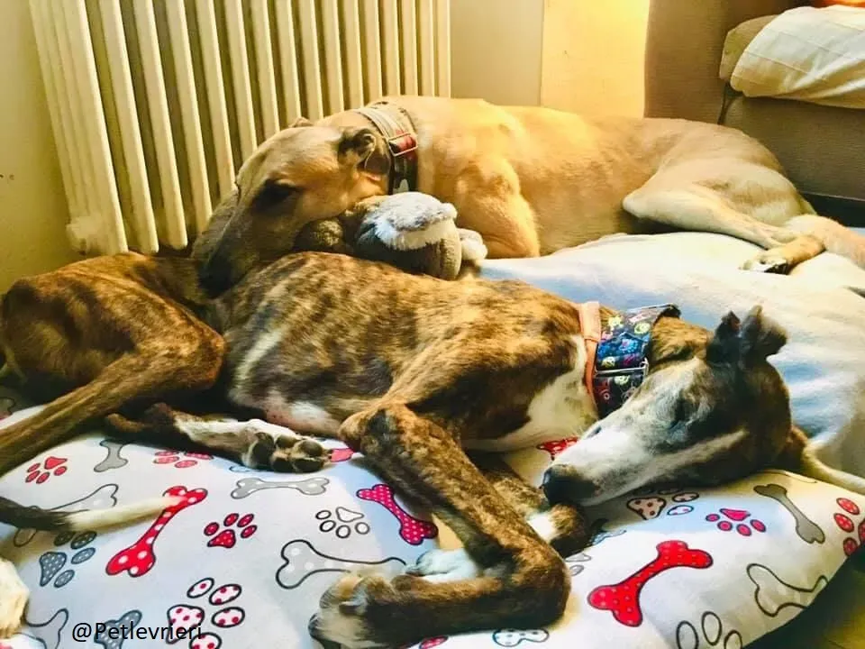 Buleria Galga Adozione Levrieri Foster 20.06.08 1