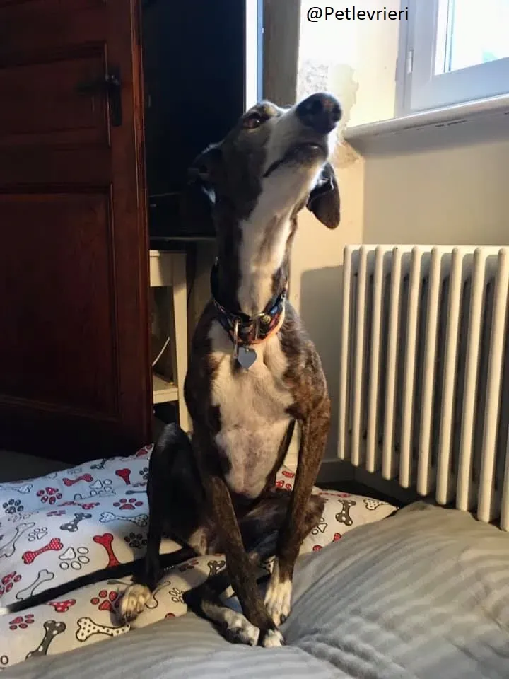 Buleria Galga Adozione Levrieri Foster 20.06.08 10