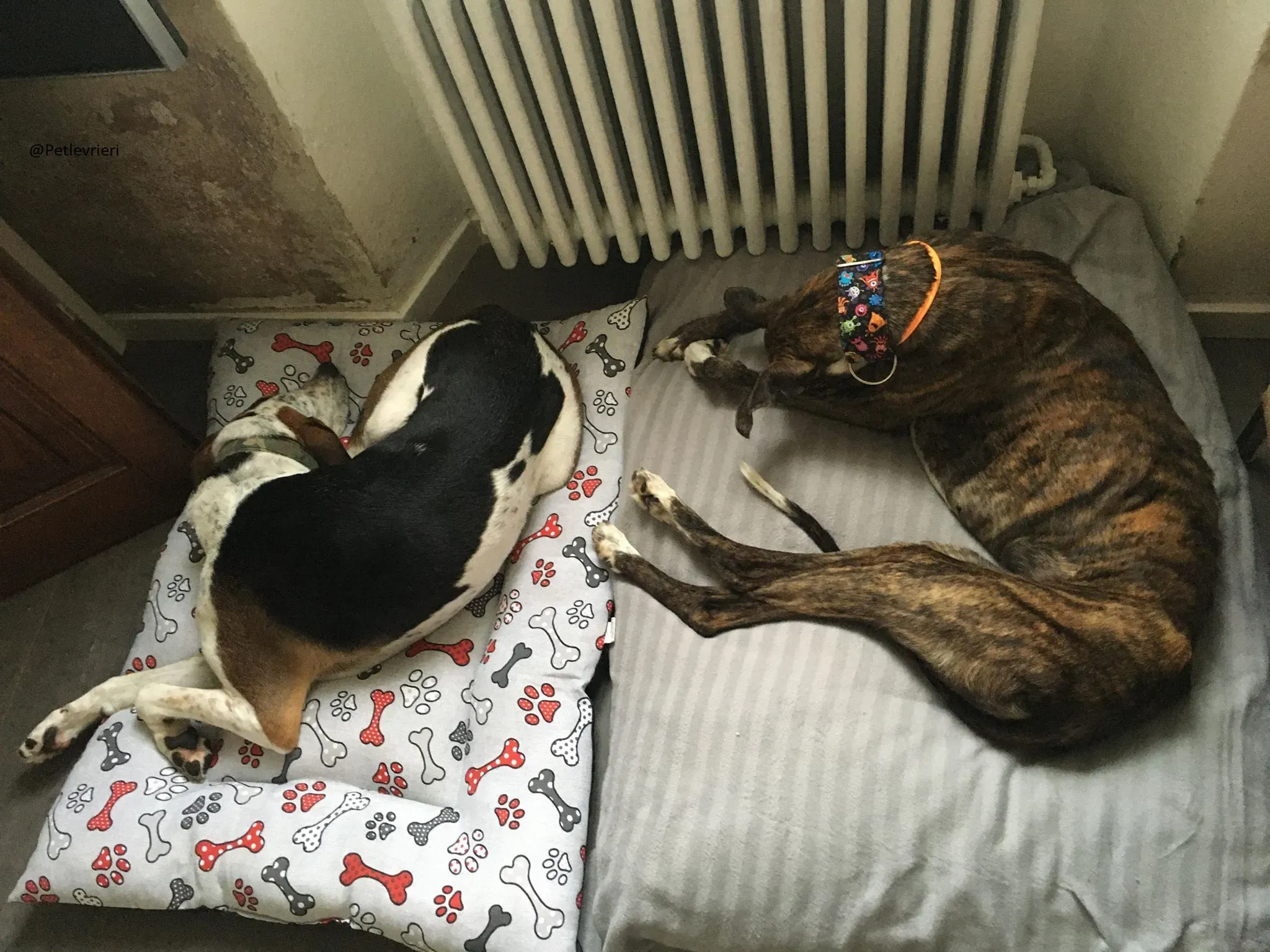 Buleria Galga Adozione Levrieri Foster 20.06.08 2