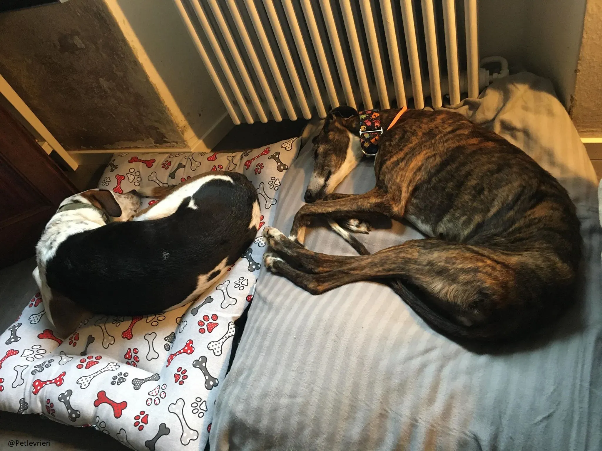 Buleria Galga Adozione Levrieri Foster 20.06.08 3