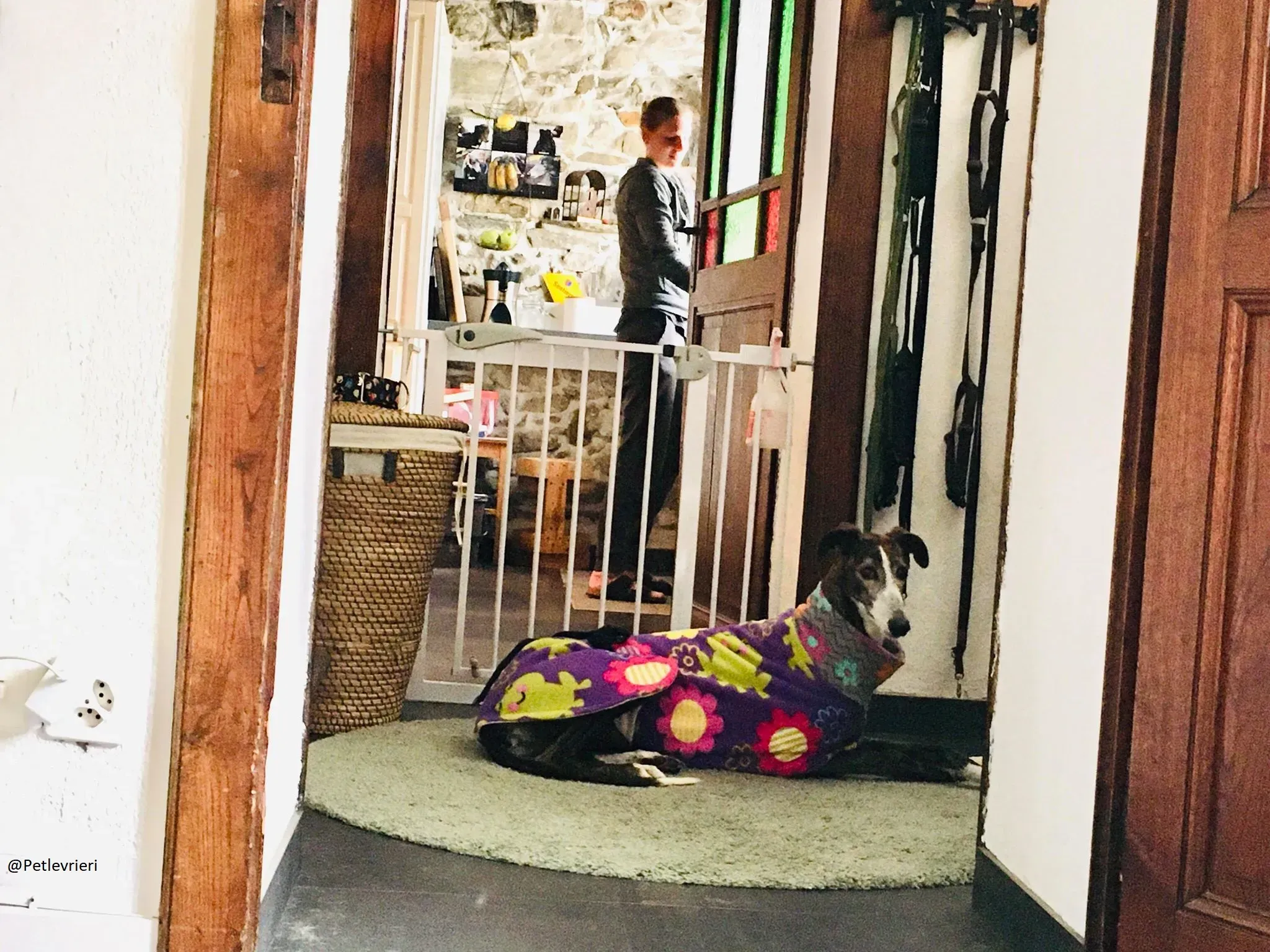 Buleria Galga Adozione Levrieri Foster 20.06.08 4