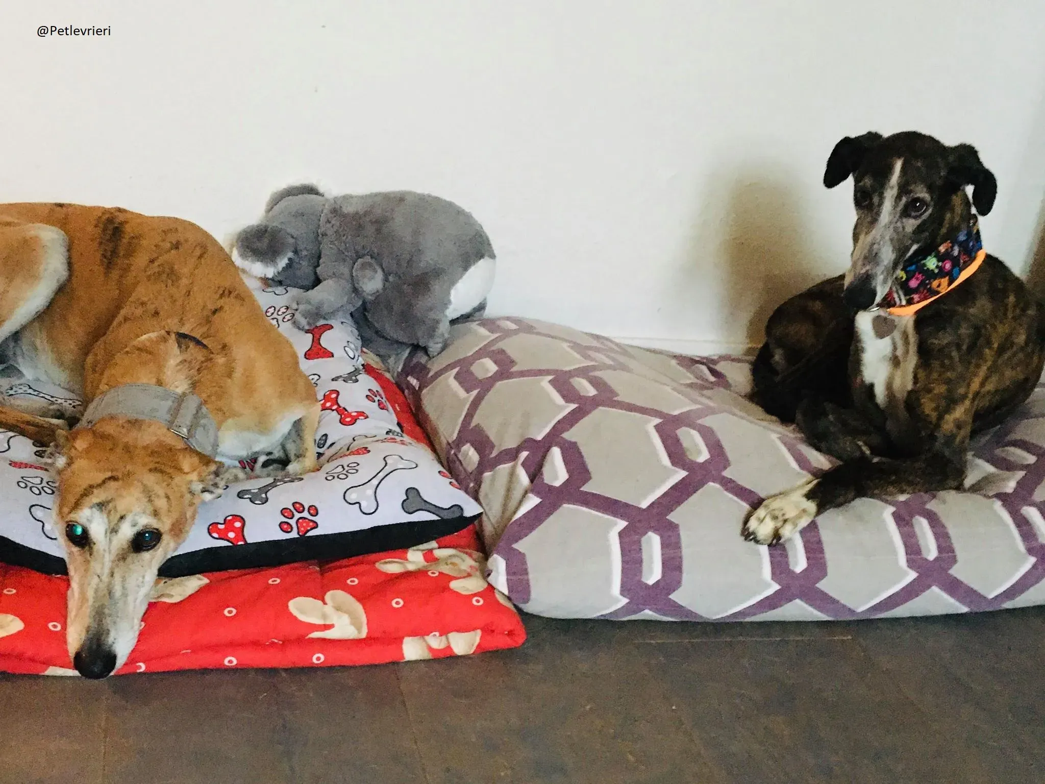 Buleria Galga Adozione Levrieri Foster 20.06.08 5