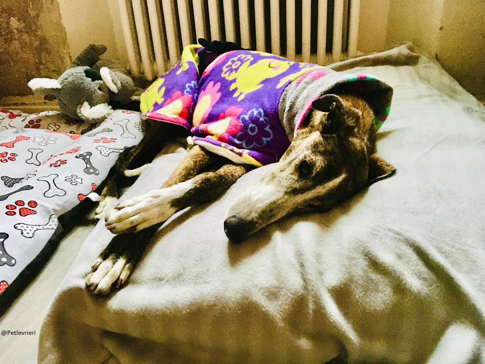 Buleria Galga Adozione Levrieri Foster 20.06.08 7