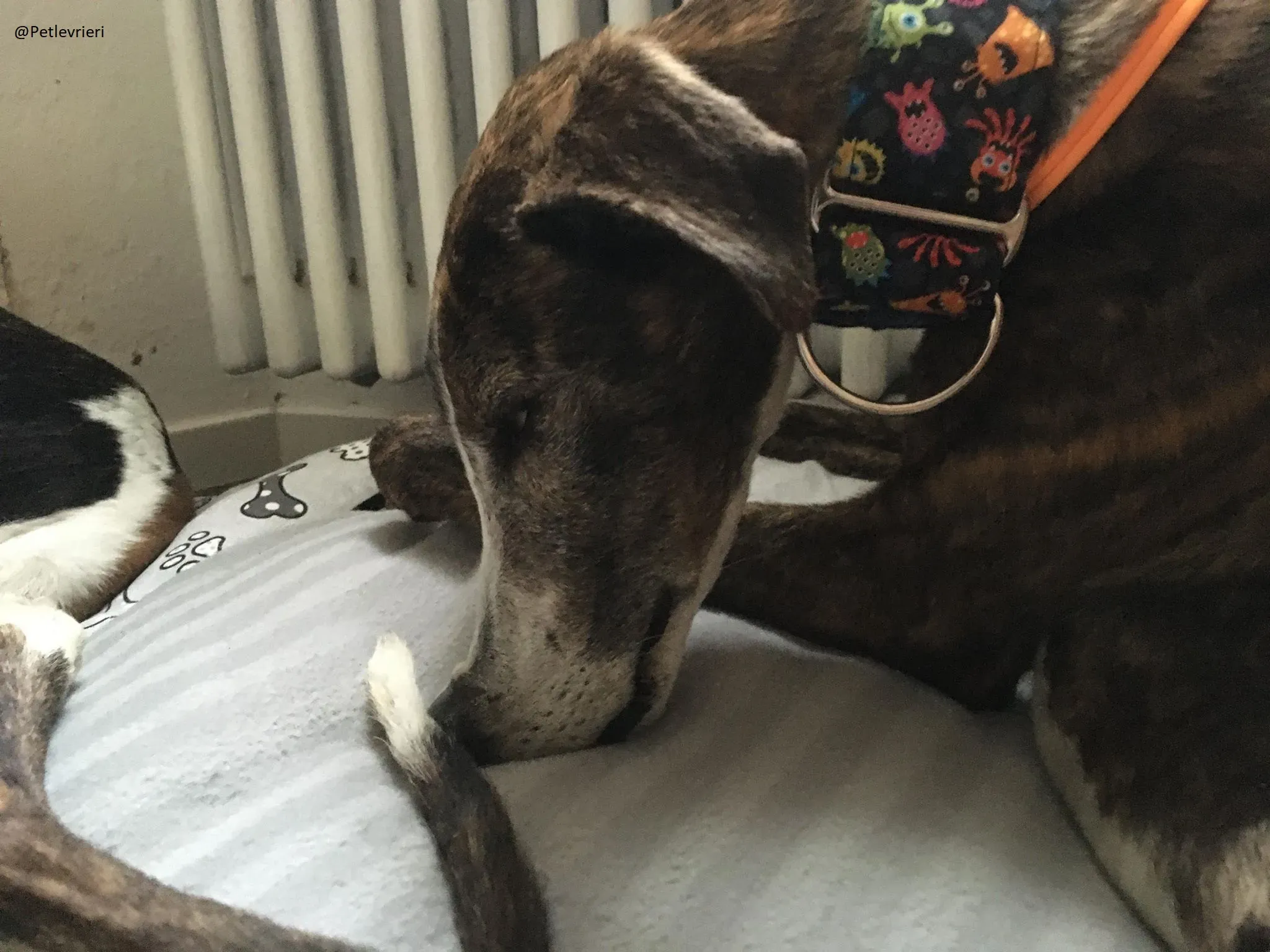 Buleria Galga Adozione Levrieri Foster 20.06.08 8