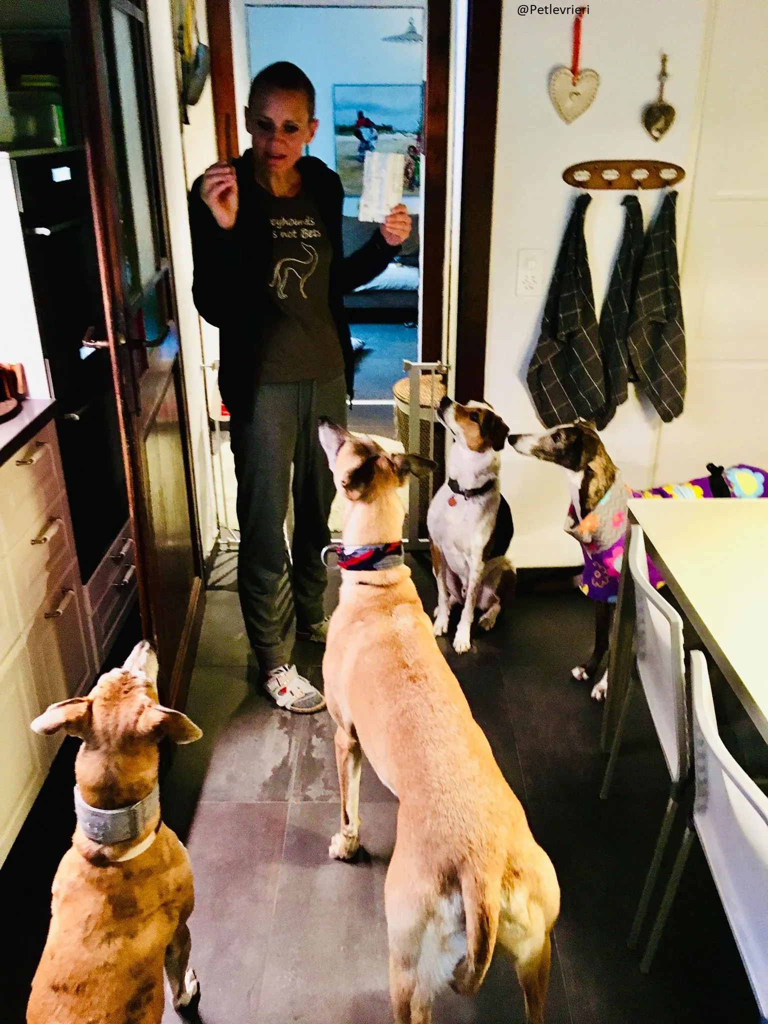 Buleria Galga Adozione Levrieri Foster 20.06.08 9