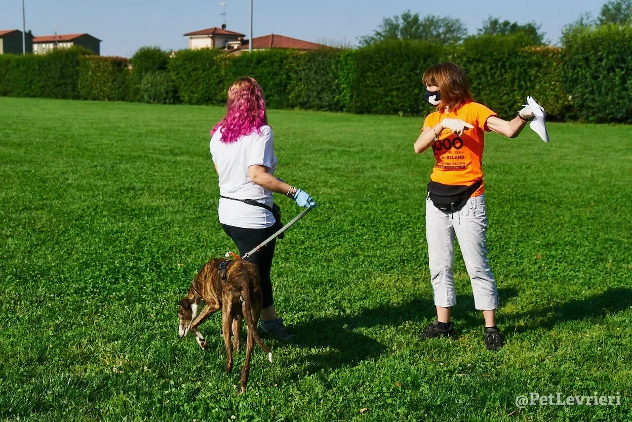 Buleria Galgo Femmina Adozione Levrieri il giorno dellarrivo 1