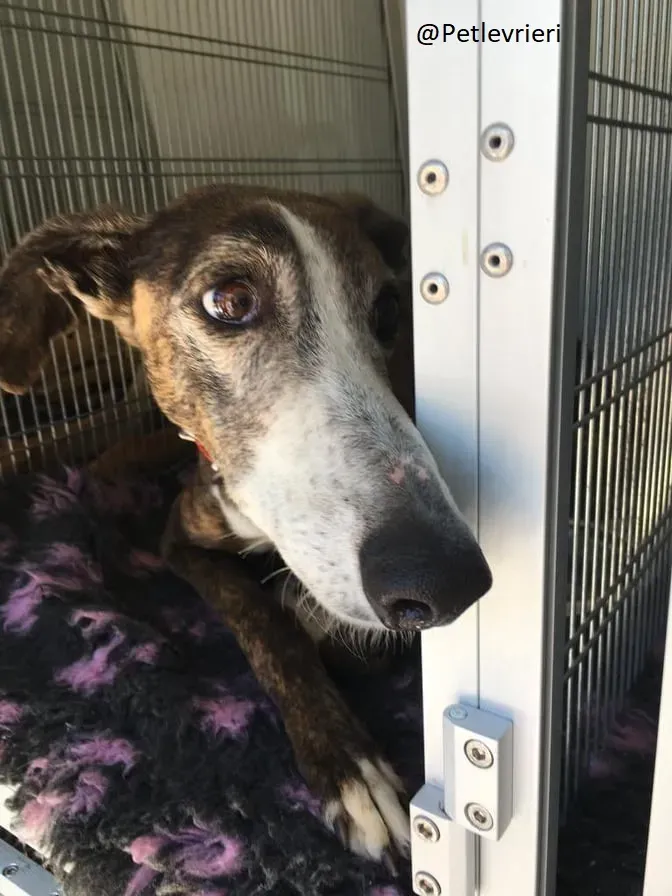 Buleria Galgo Femmina Adozione Levrieri il giorno dellarrivo 10