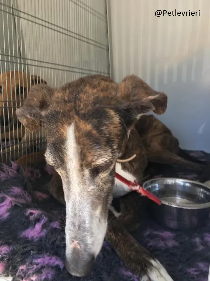 Buleria Galgo Femmina Adozione Levrieri il giorno dellarrivo 11