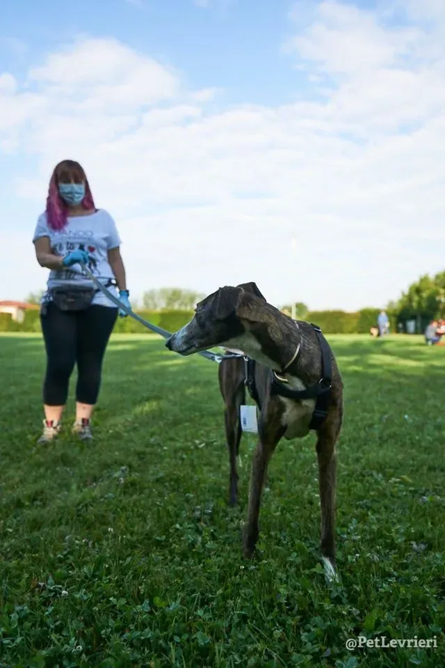 Buleria Galgo Femmina Adozione Levrieri il giorno dellarrivo 2