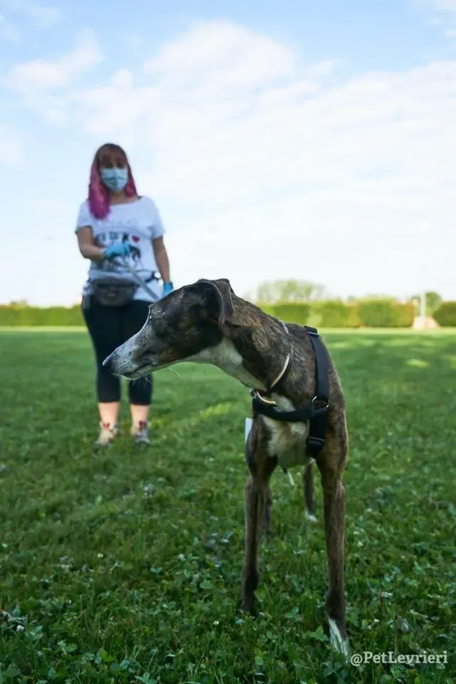 Buleria Galgo Femmina Adozione Levrieri il giorno dellarrivo 3