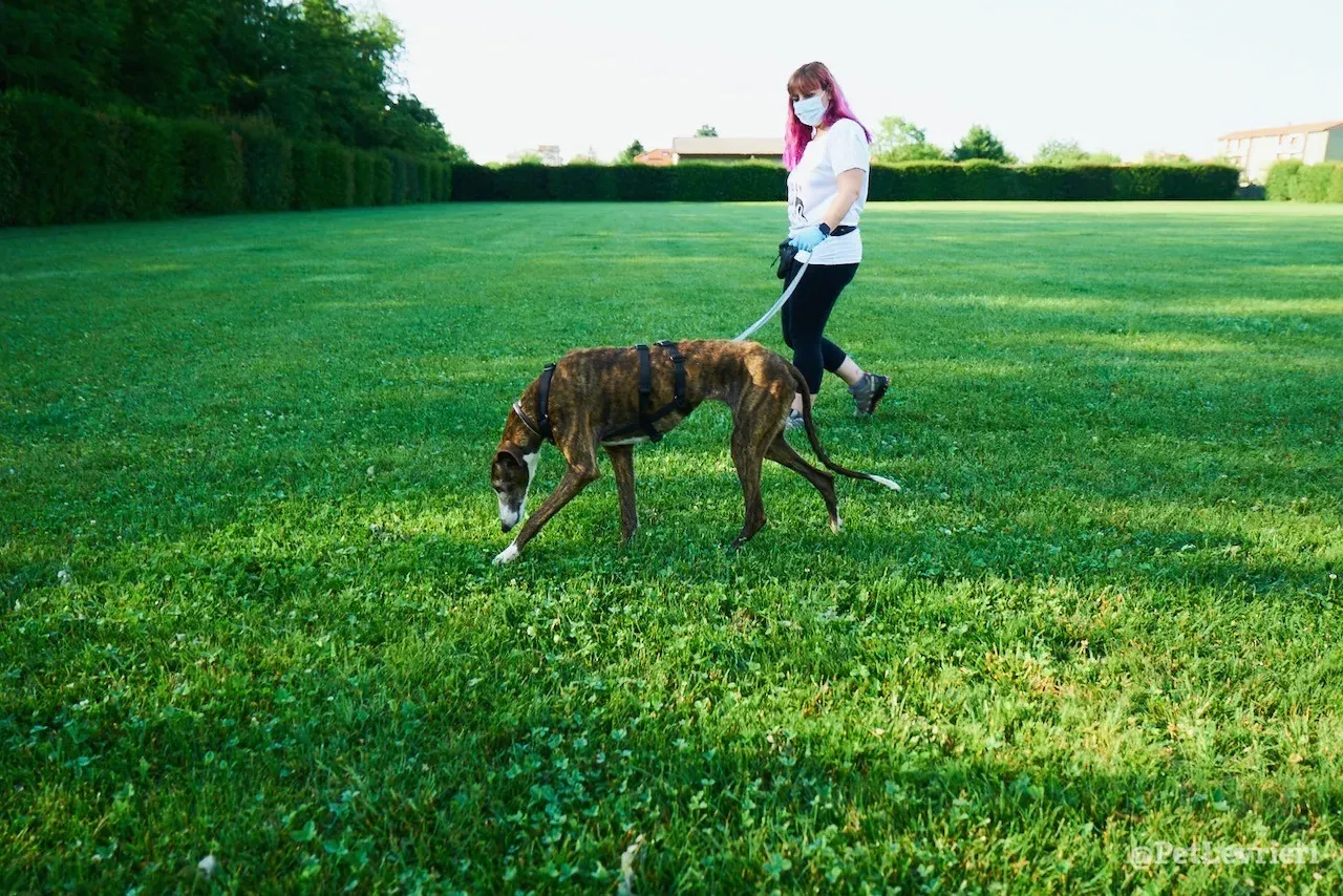 Buleria Galgo Femmina Adozione Levrieri il giorno dellarrivo 4