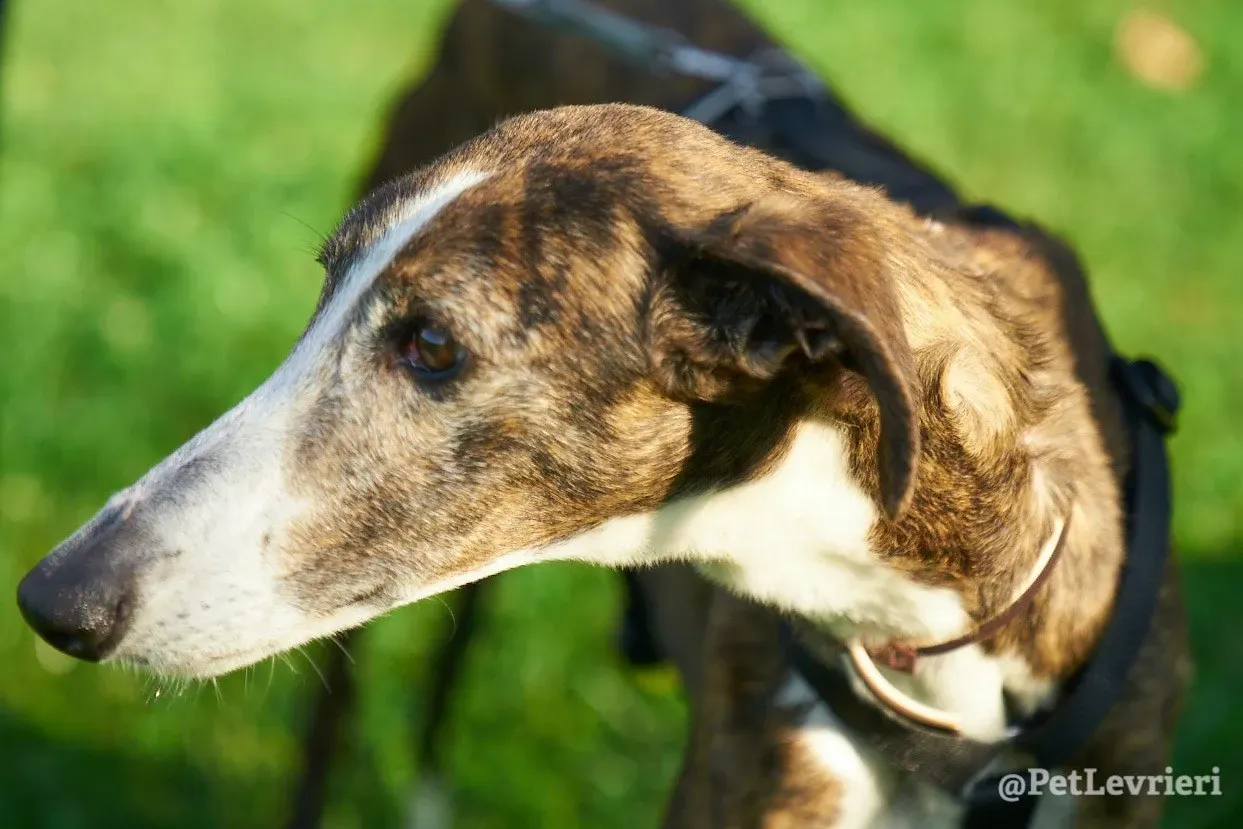 Buleria Galgo Femmina Adozione Levrieri il giorno dellarrivo 5