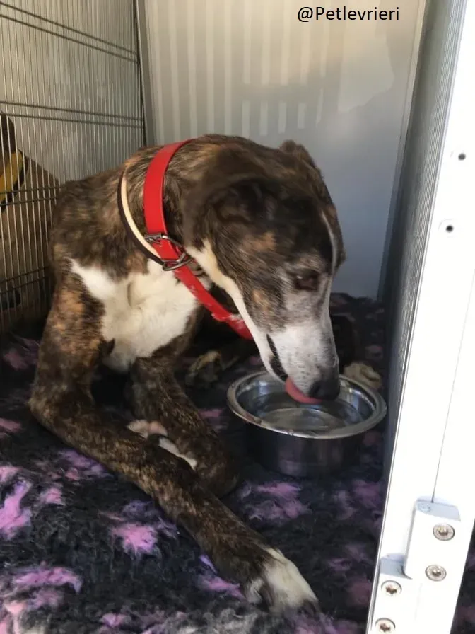 Buleria Galgo Femmina Adozione Levrieri il giorno dellarrivo 6