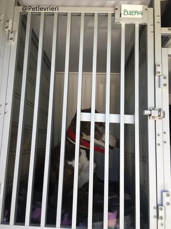 Buleria Galgo Femmina Adozione Levrieri il giorno dellarrivo 7