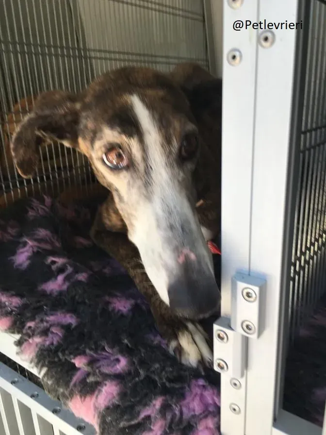 Buleria Galgo Femmina Adozione Levrieri il giorno dellarrivo 8