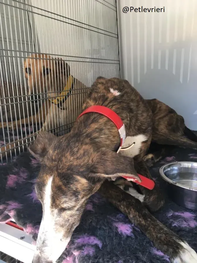 Buleria Galgo Femmina Adozione Levrieri il giorno dellarrivo 9