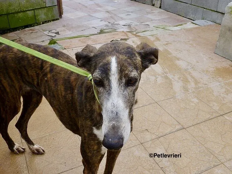 Buleria adozione levrieri galgo 1