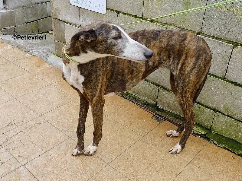 Buleria adozione levrieri galgo 2