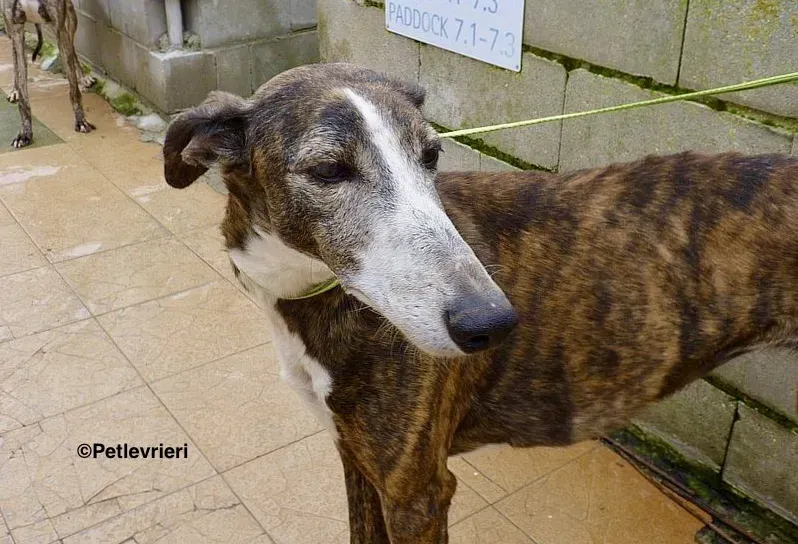Buleria adozione levrieri galgo 3