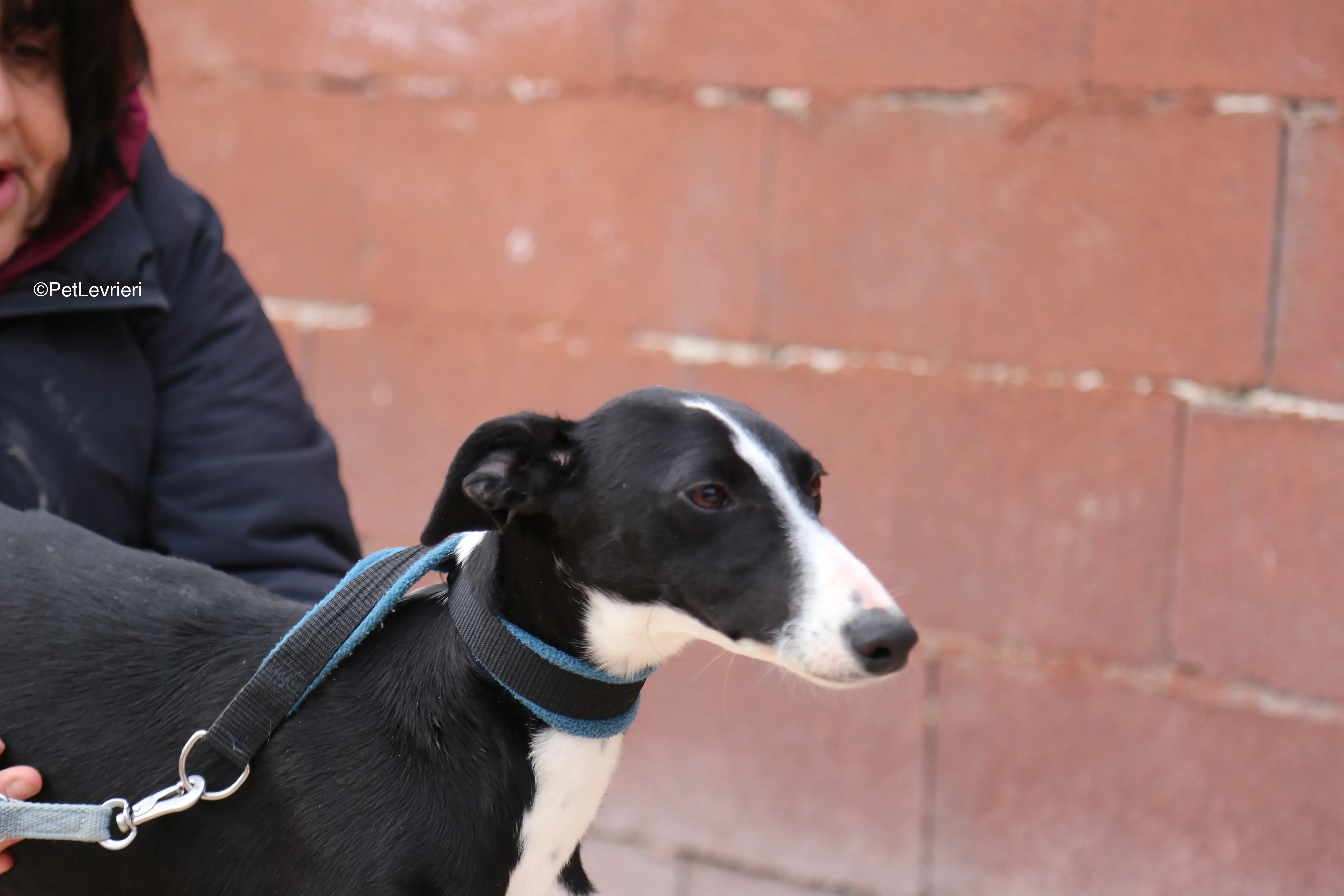 Burbuja adozione galgo pet Levrieri 6