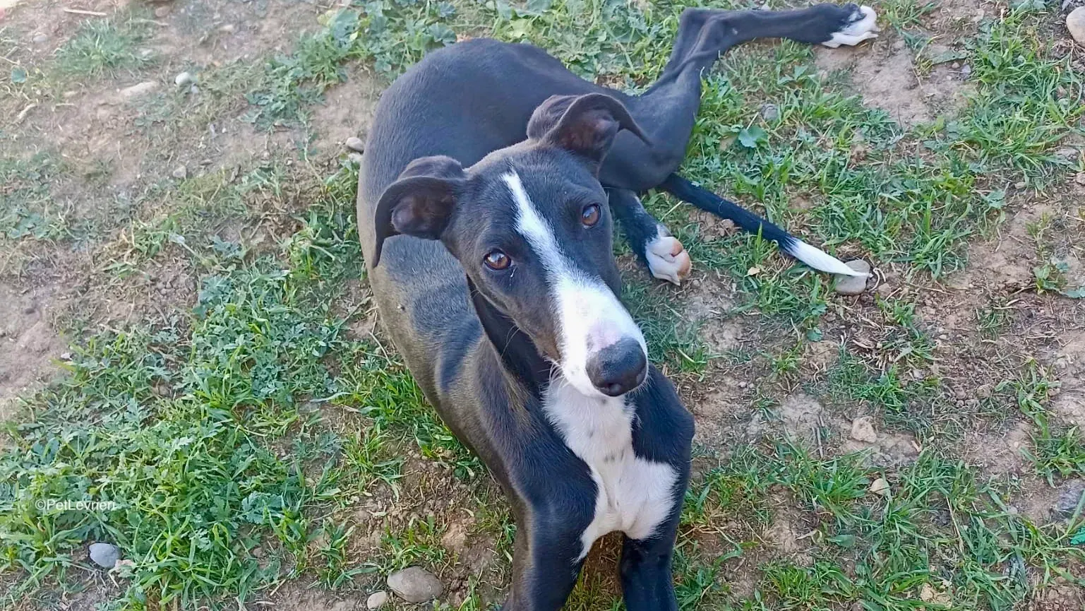 Burbuja adozione galgo pet levrieri 1