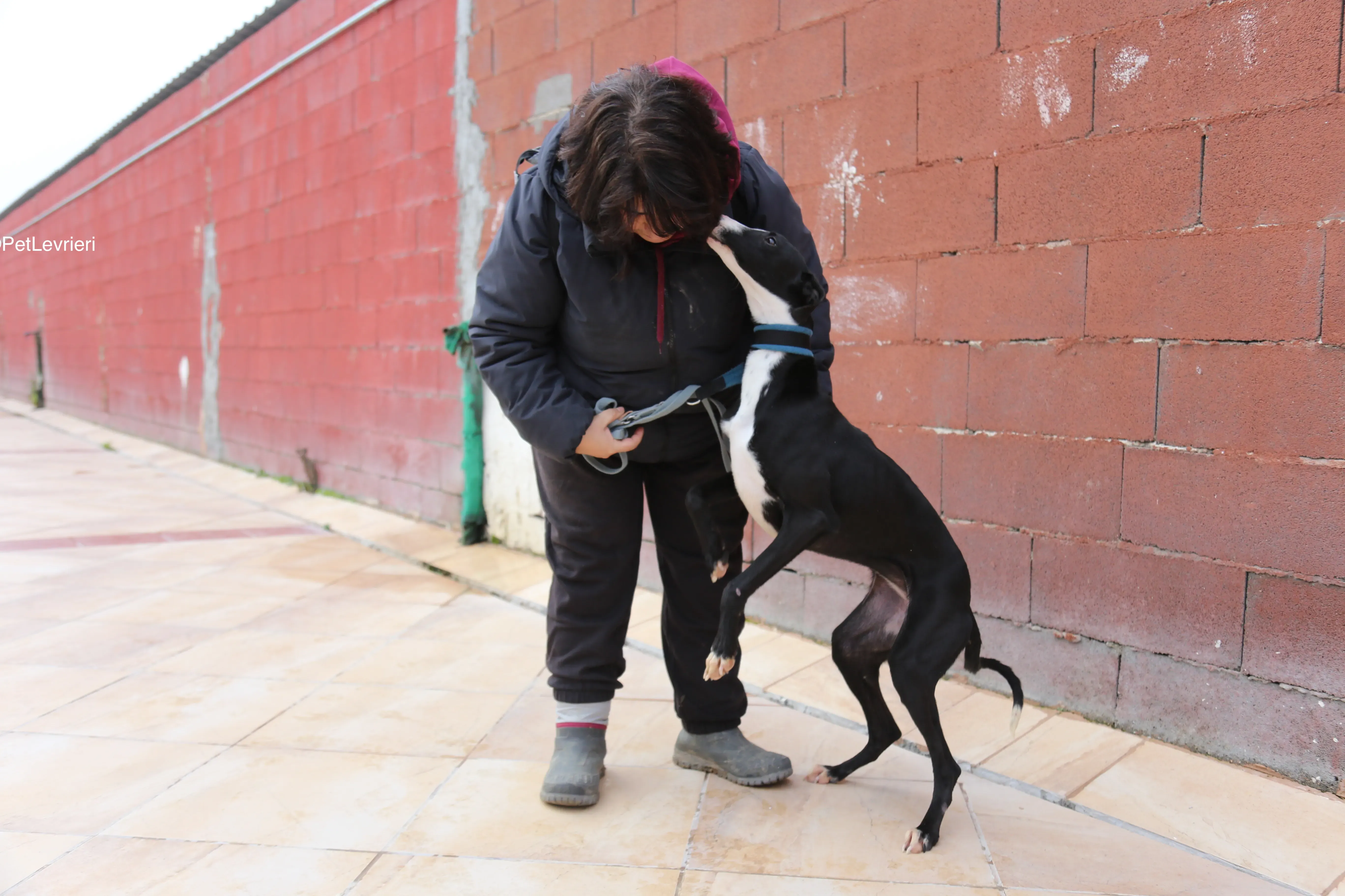 Burbuja adozione galgo pet levrieri 10