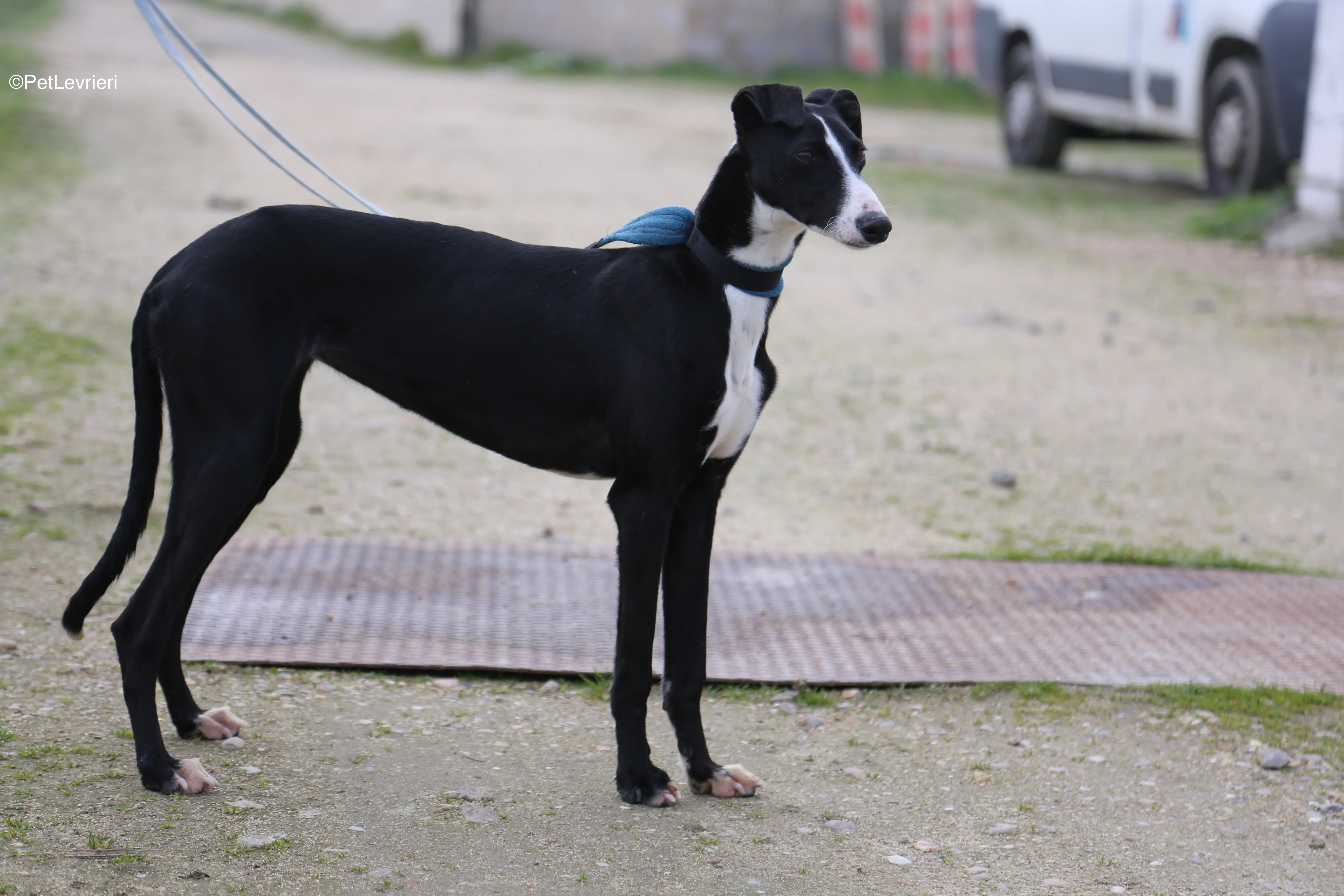 Burbuja adozione galgo pet levrieri 11