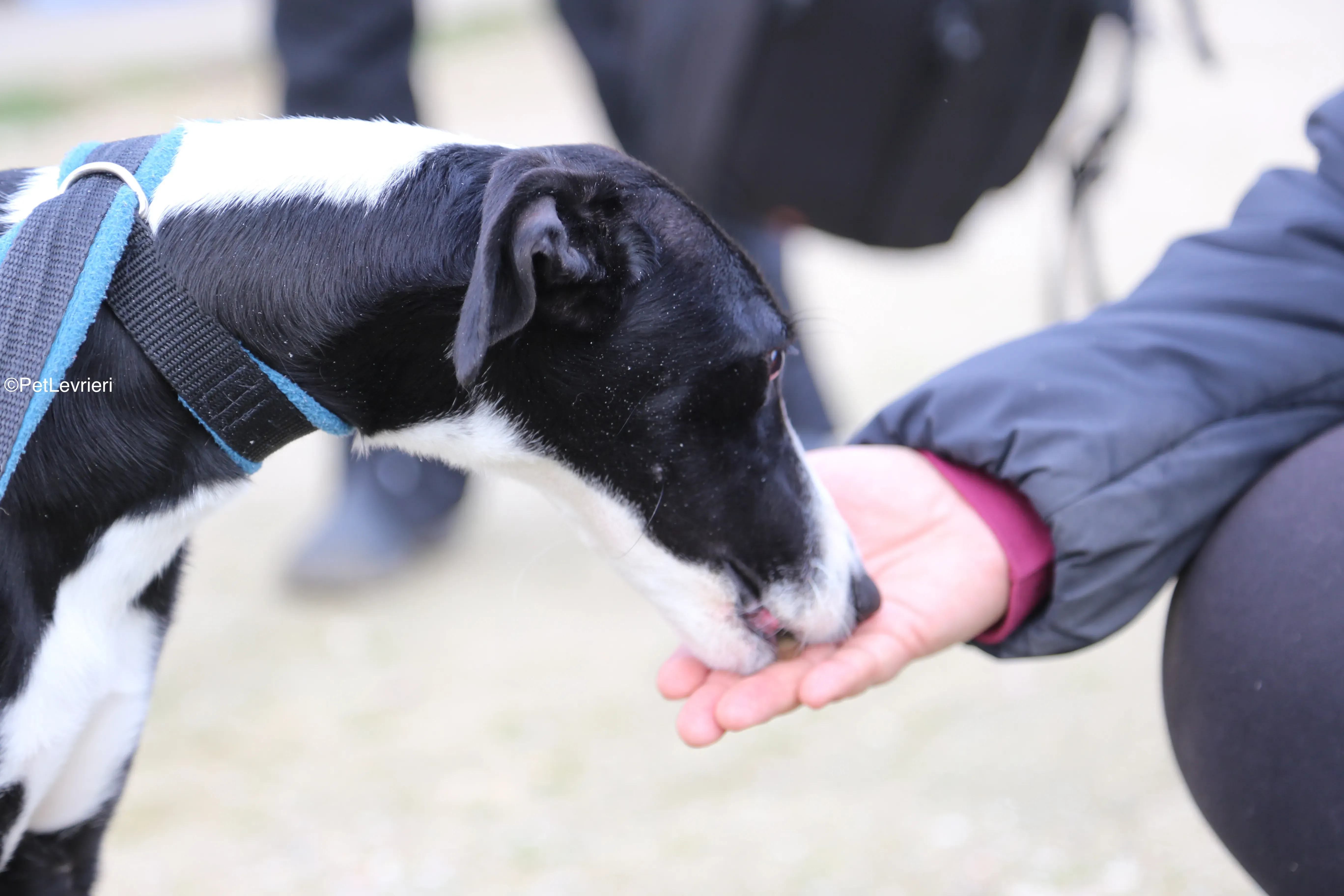 Burbuja adozione galgo pet levrieri 12