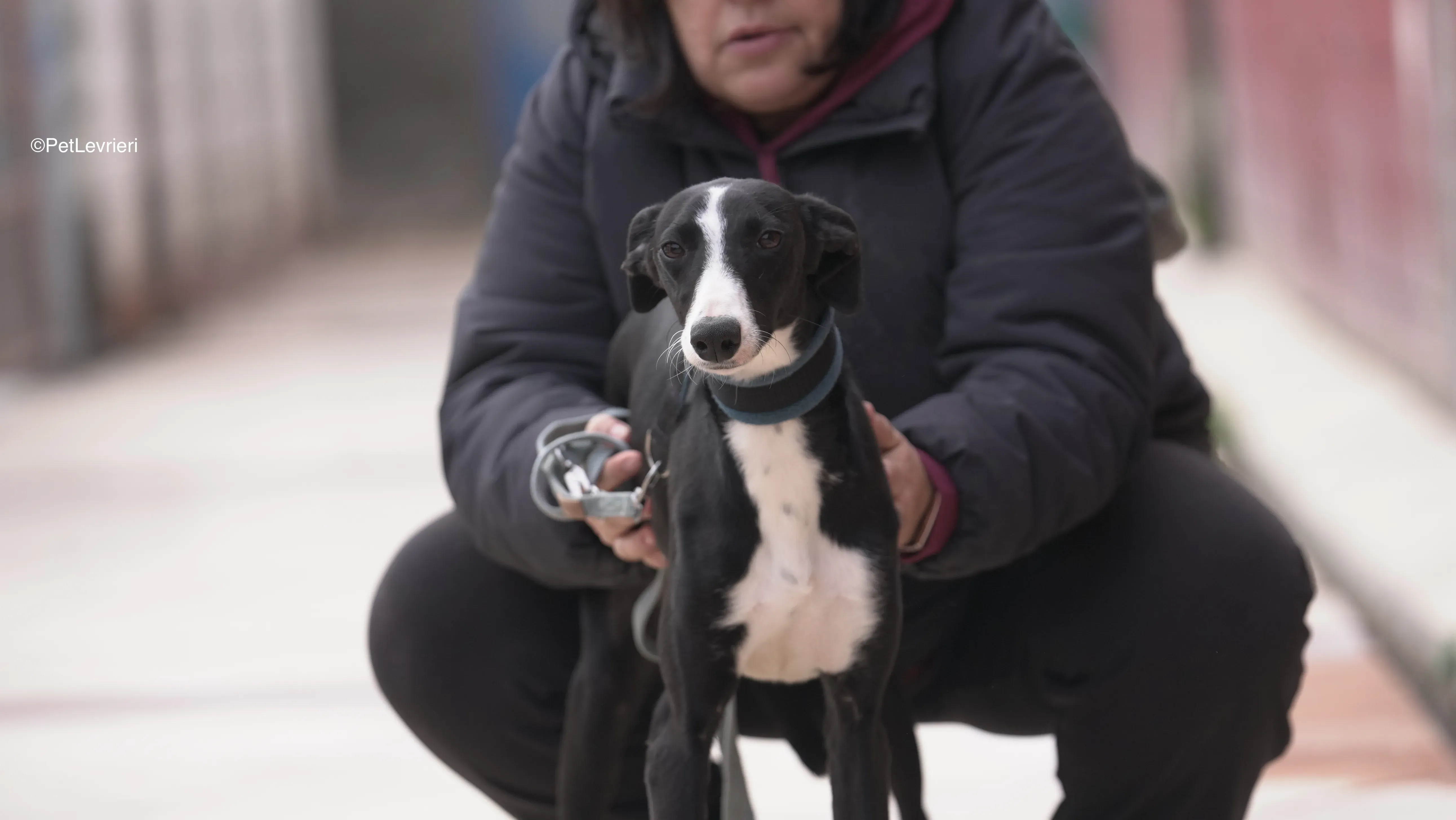 Burbuja adozione galgo pet levrieri 13