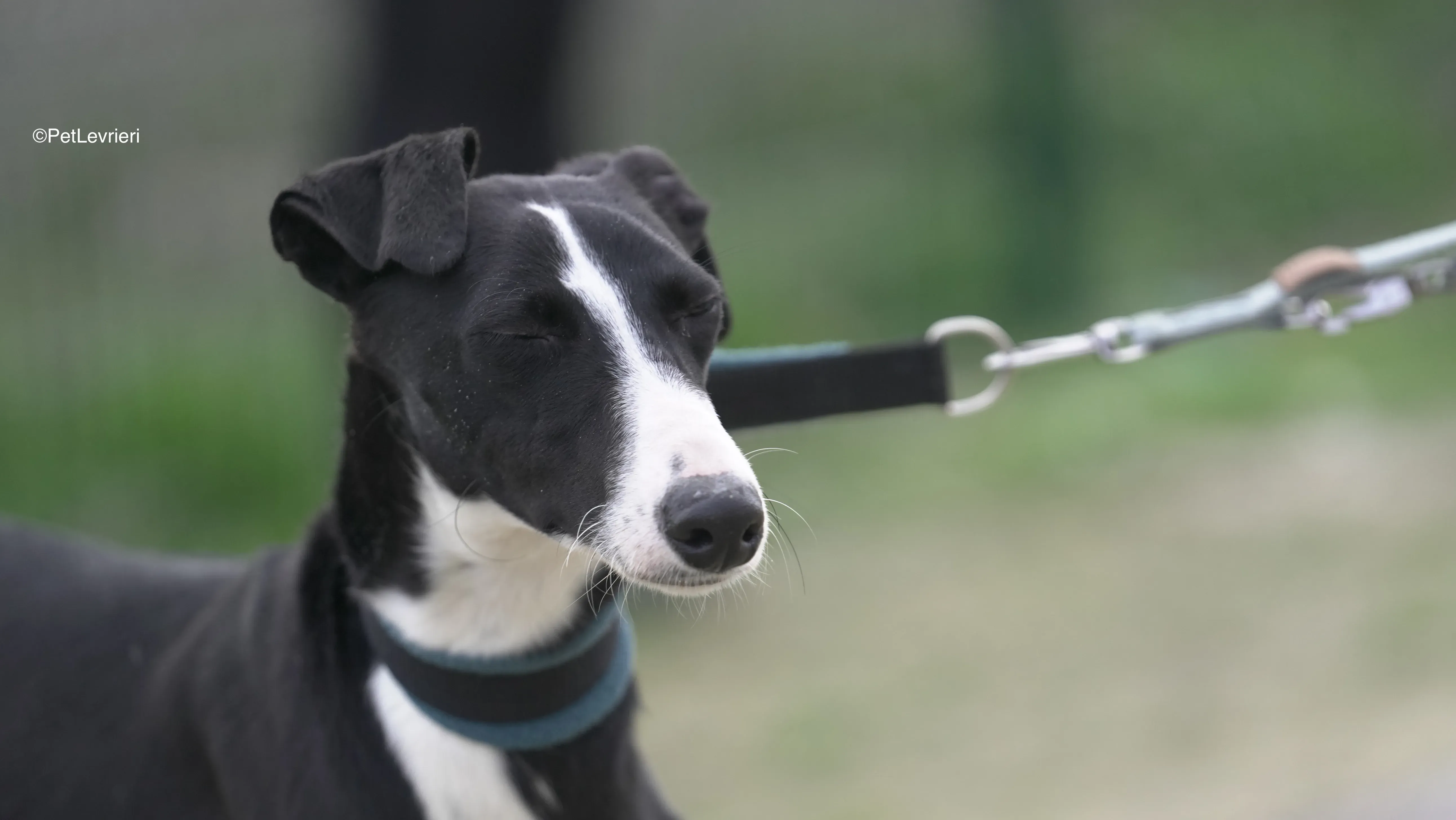 Burbuja adozione galgo pet levrieri 14
