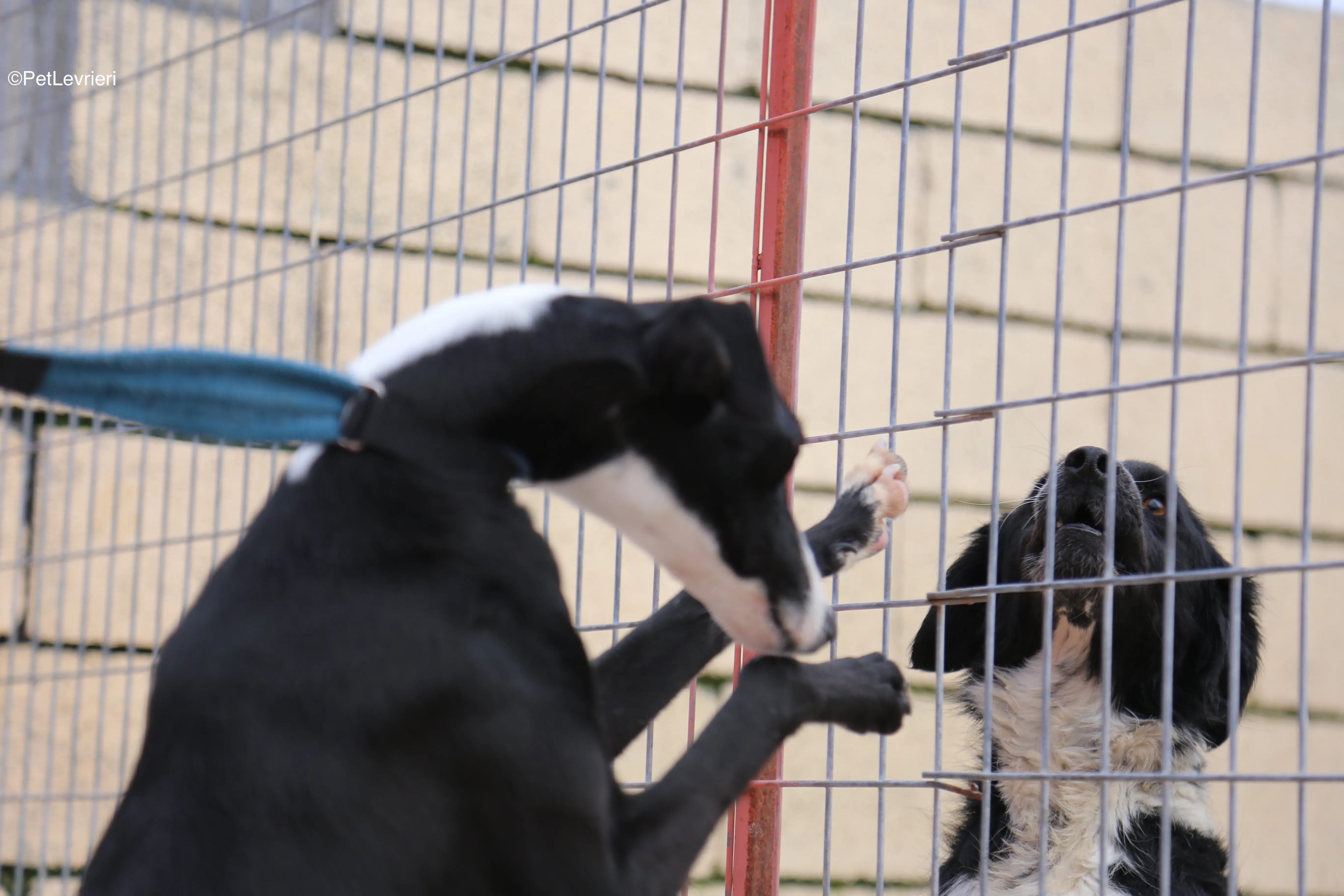 Burbuja adozione galgo pet levrieri 15