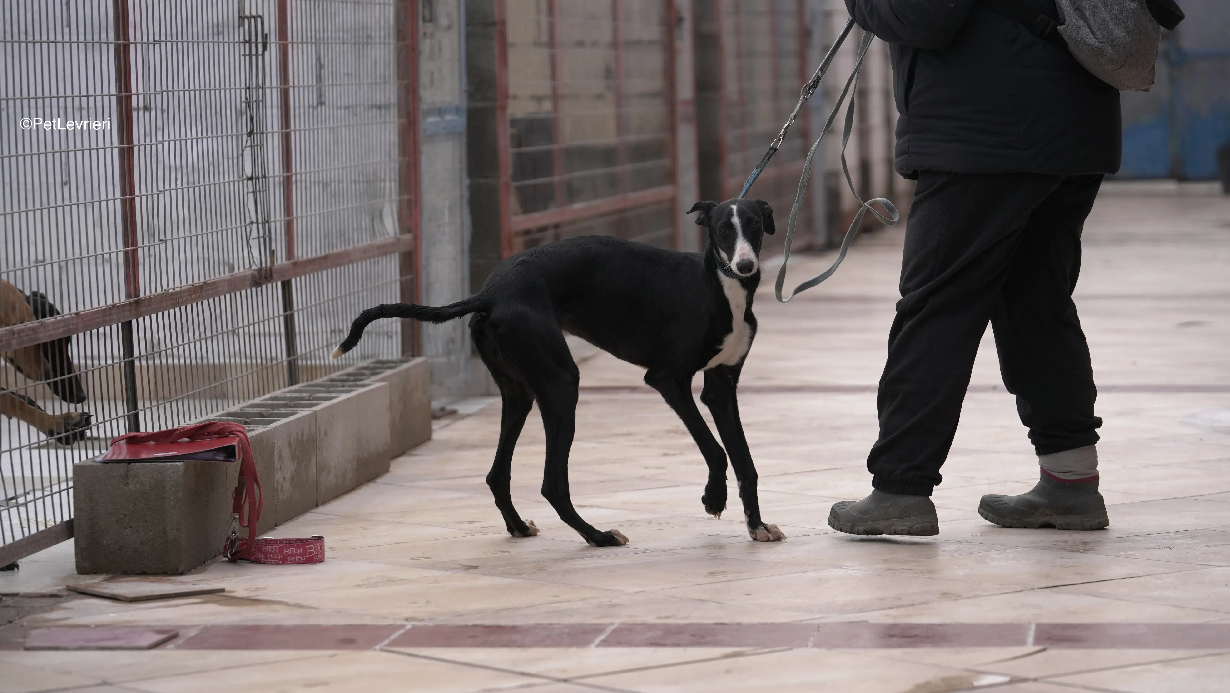 Burbuja adozione galgo pet levrieri 16