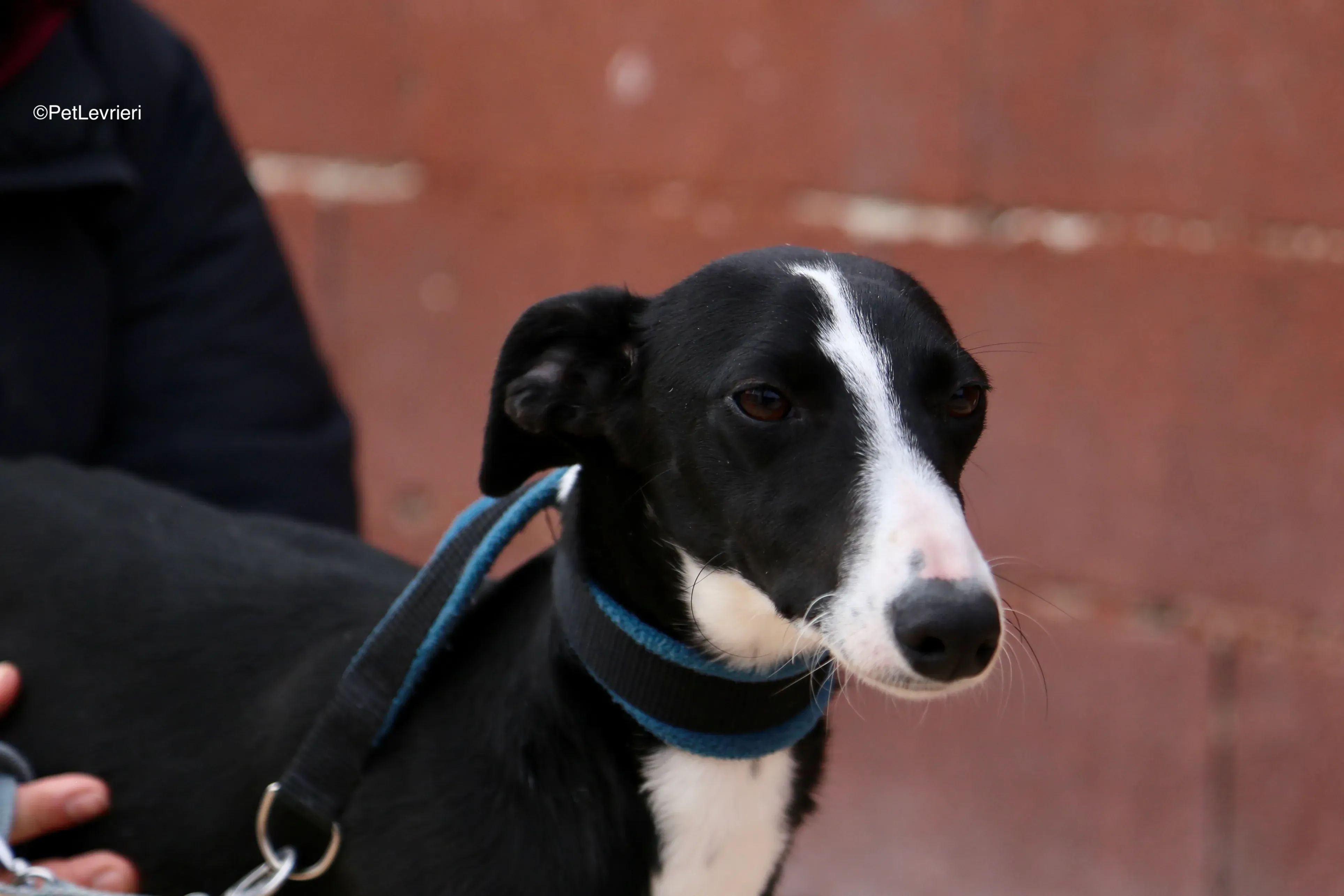 Burbuja adozione galgo pet levrieri 17