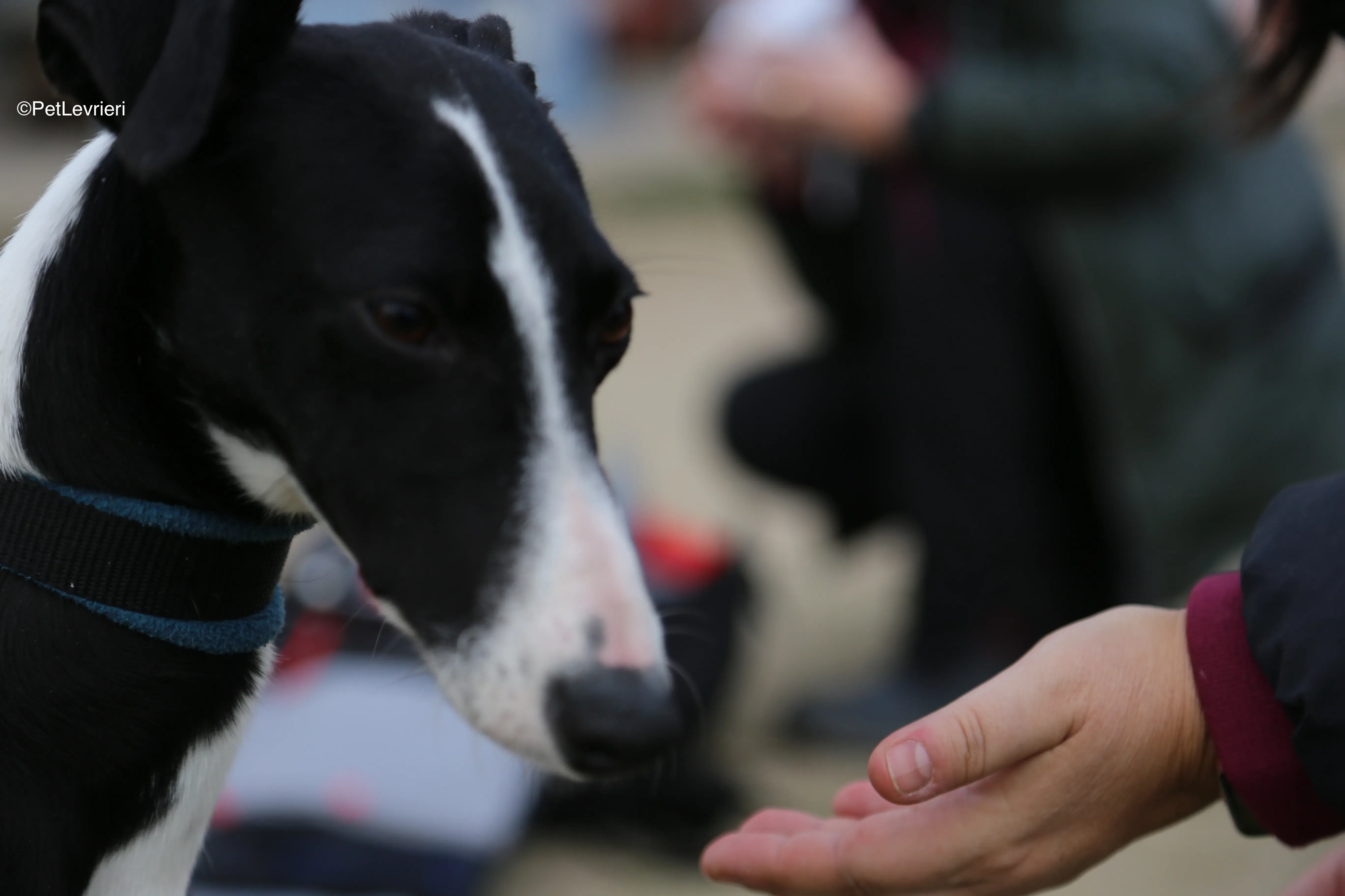 Burbuja adozione galgo pet levrieri 18