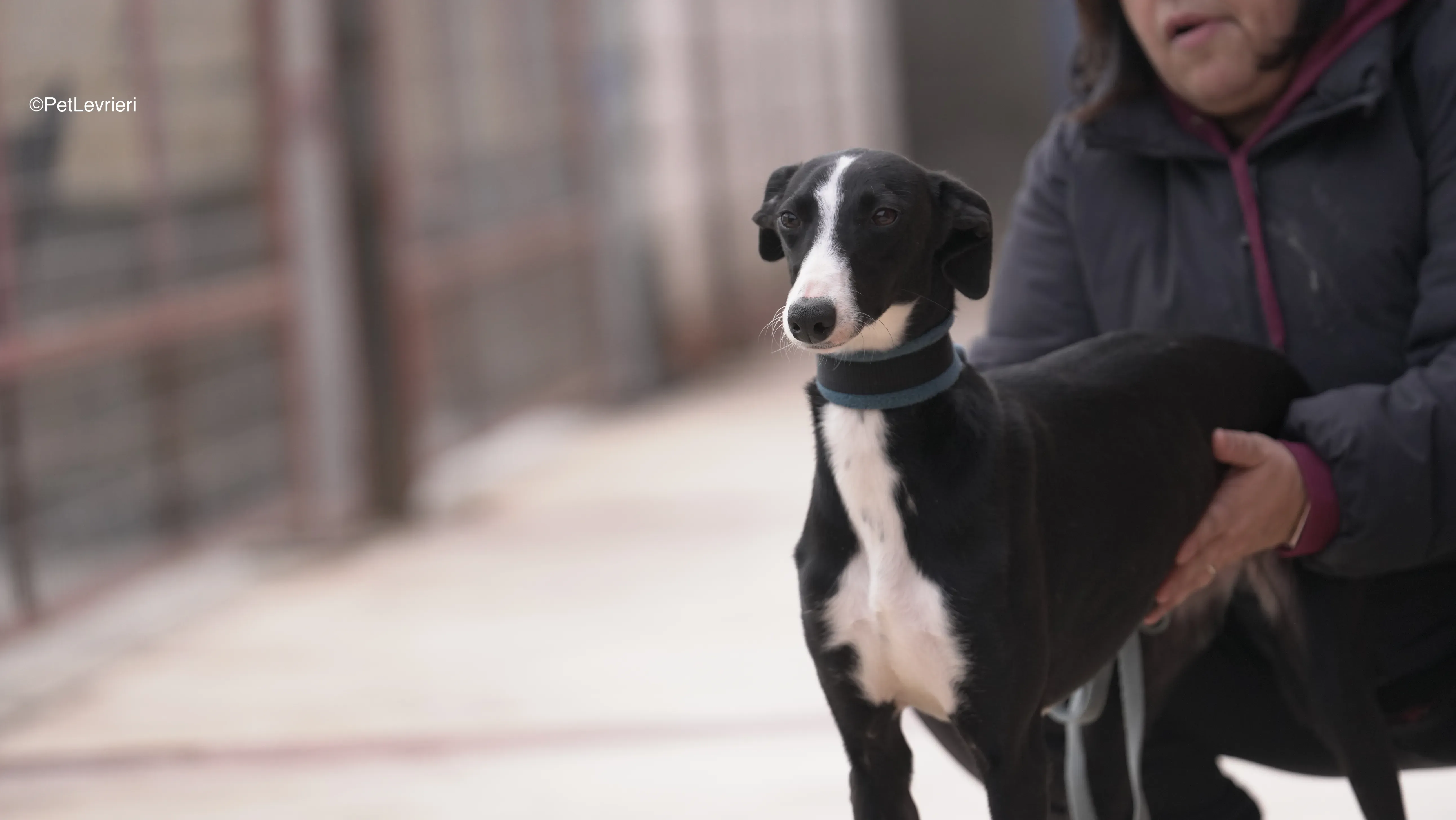 Burbuja adozione galgo pet levrieri 19