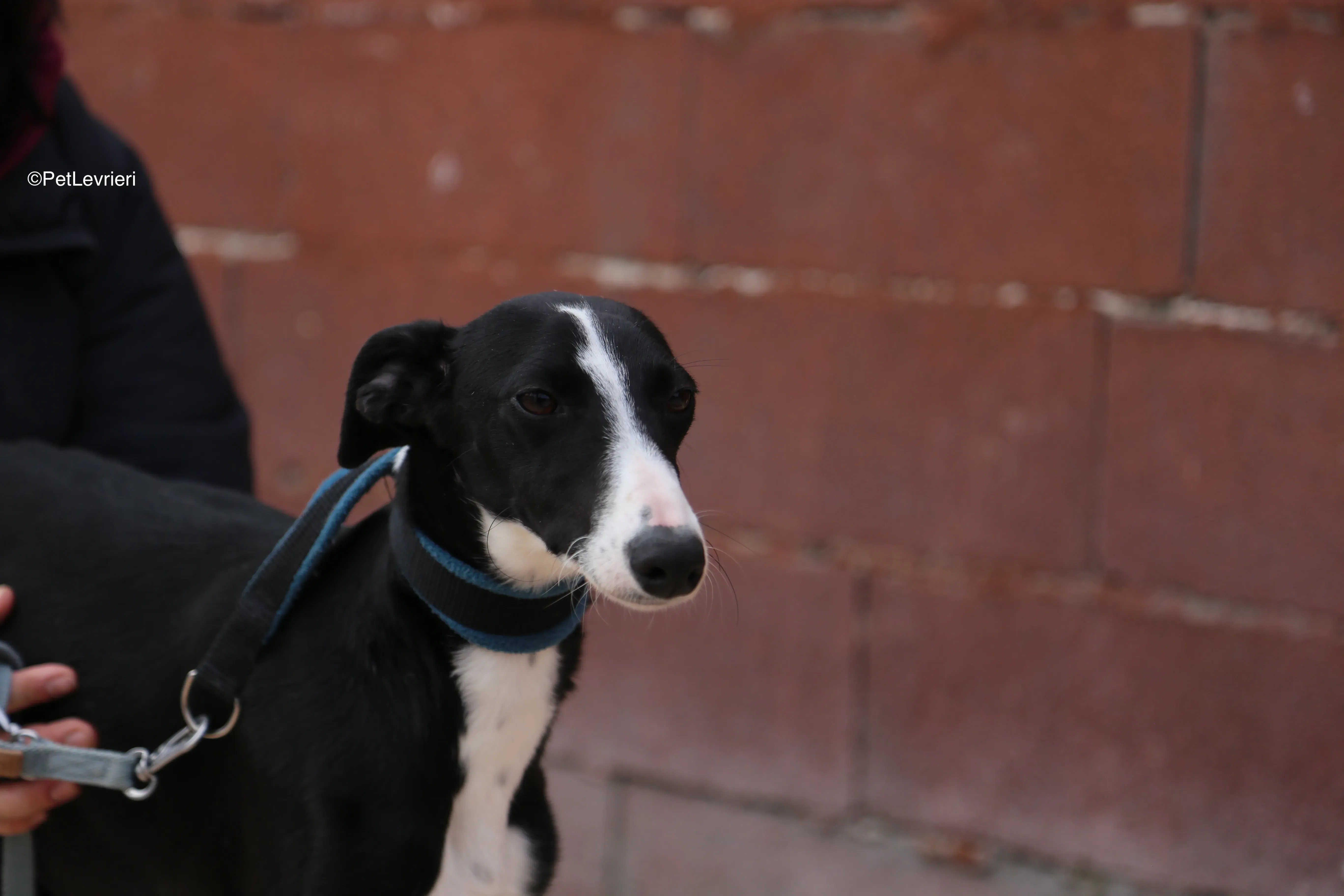 Burbuja adozione galgo pet levrieri 1