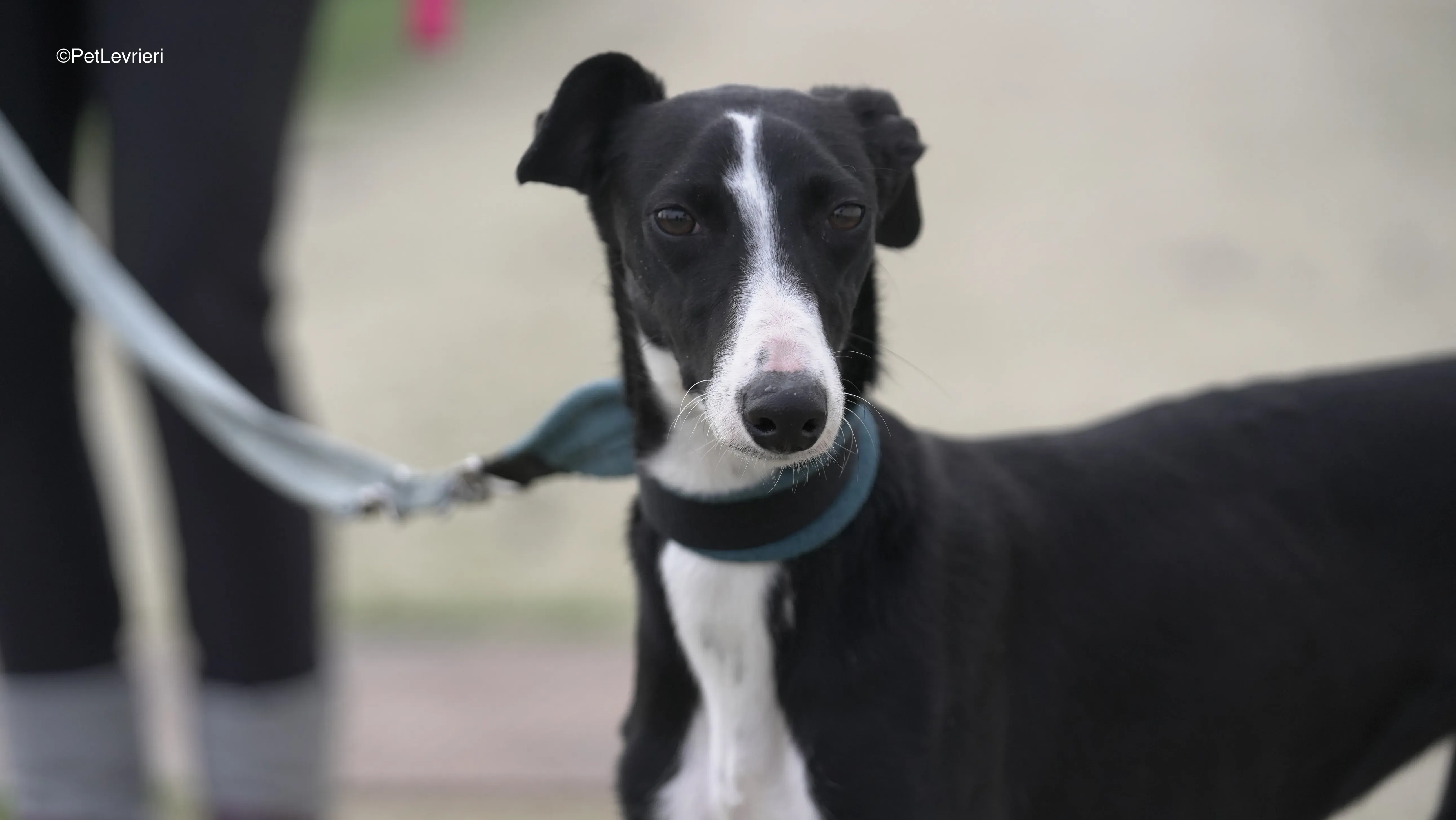 Burbuja adozione galgo pet levrieri 20
