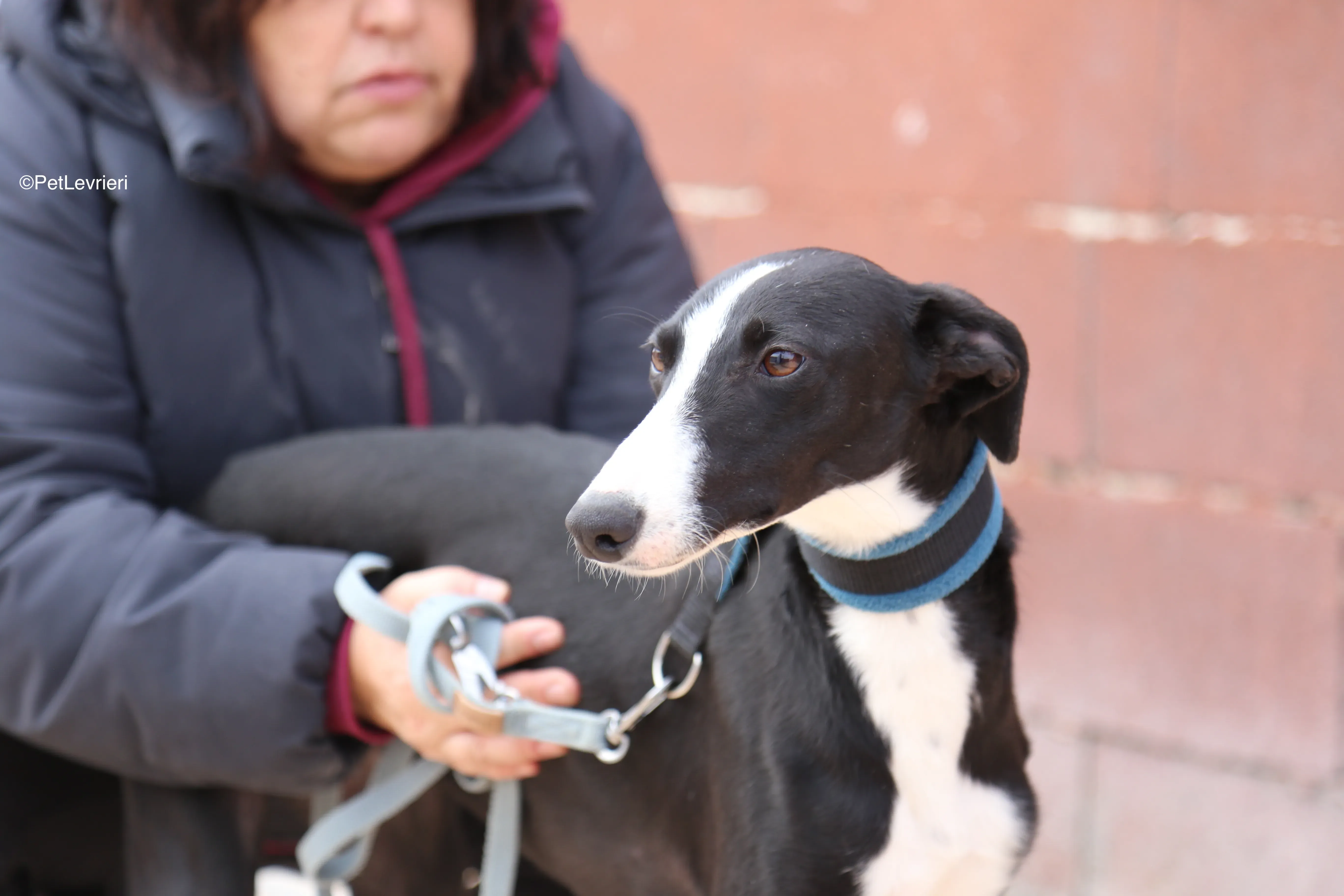 Burbuja adozione galgo pet levrieri 9
