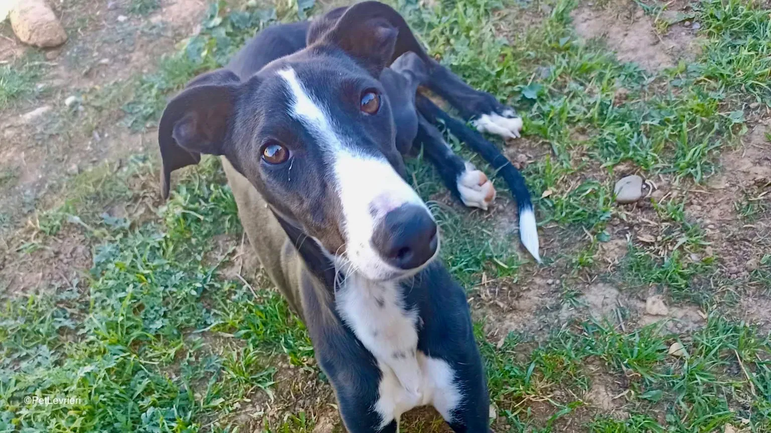 Burbuja adozione galgo pet levrieri 2