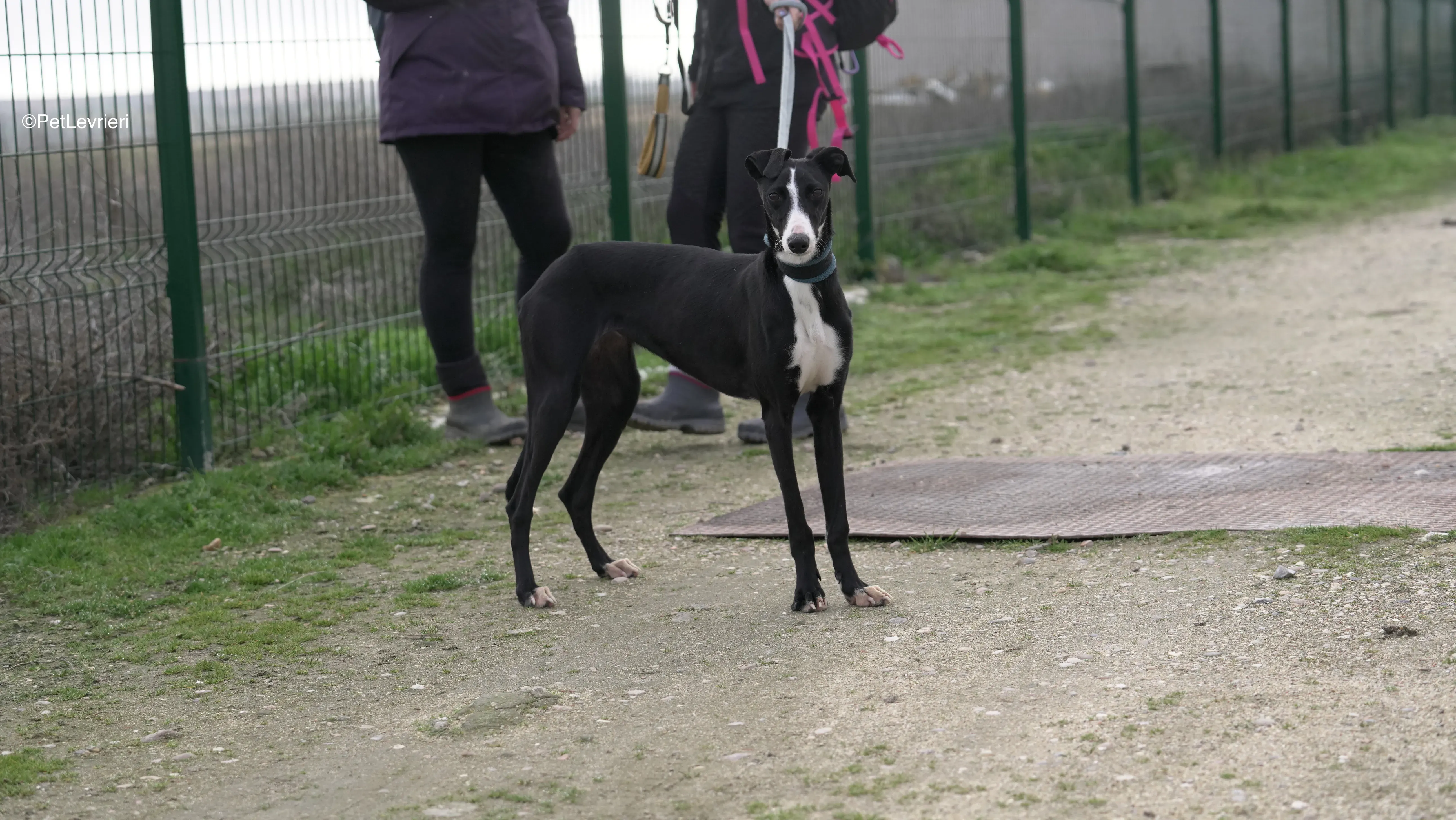 Burbuja adozione galgo pet levrieri 2