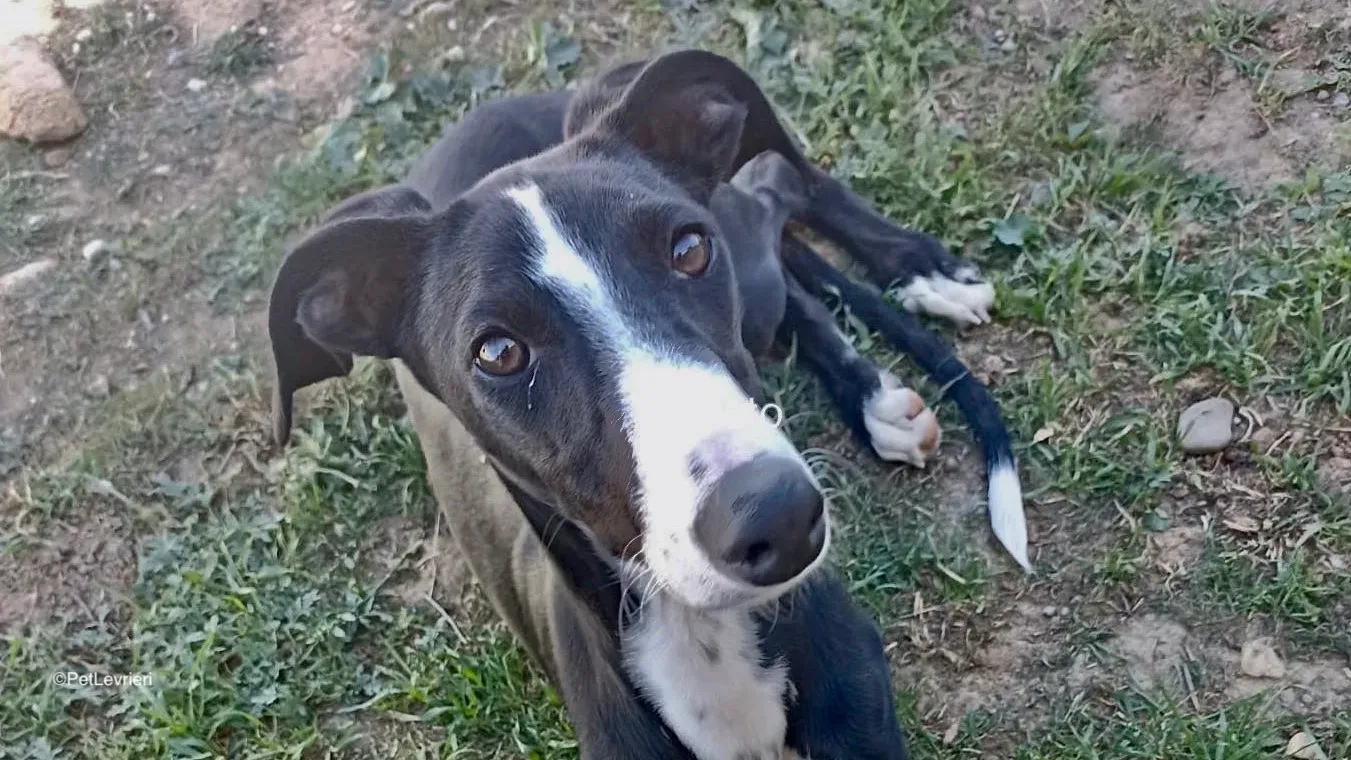 Burbuja adozione galgo pet levrieri 3