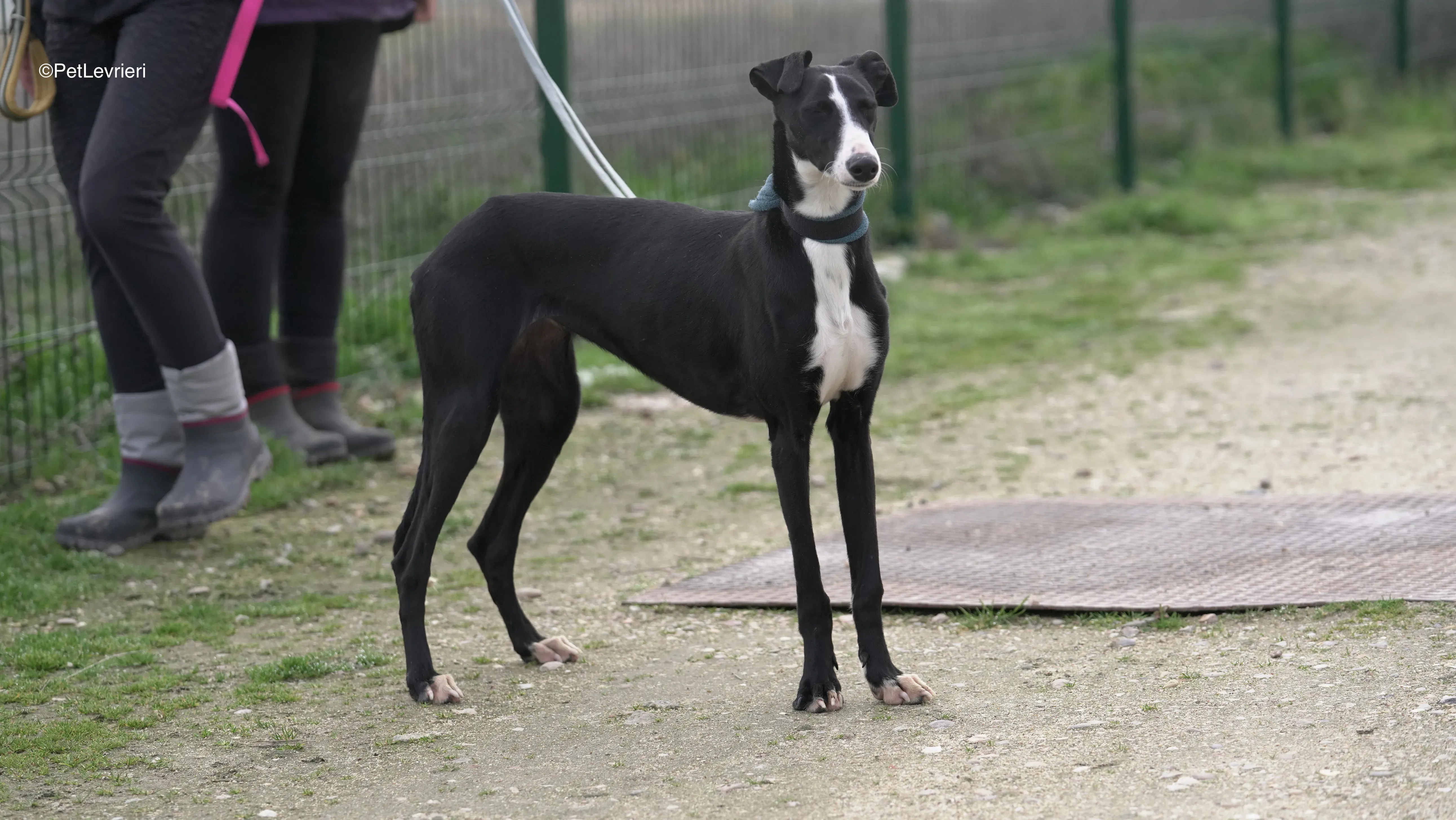 Burbuja adozione galgo pet levrieri 5