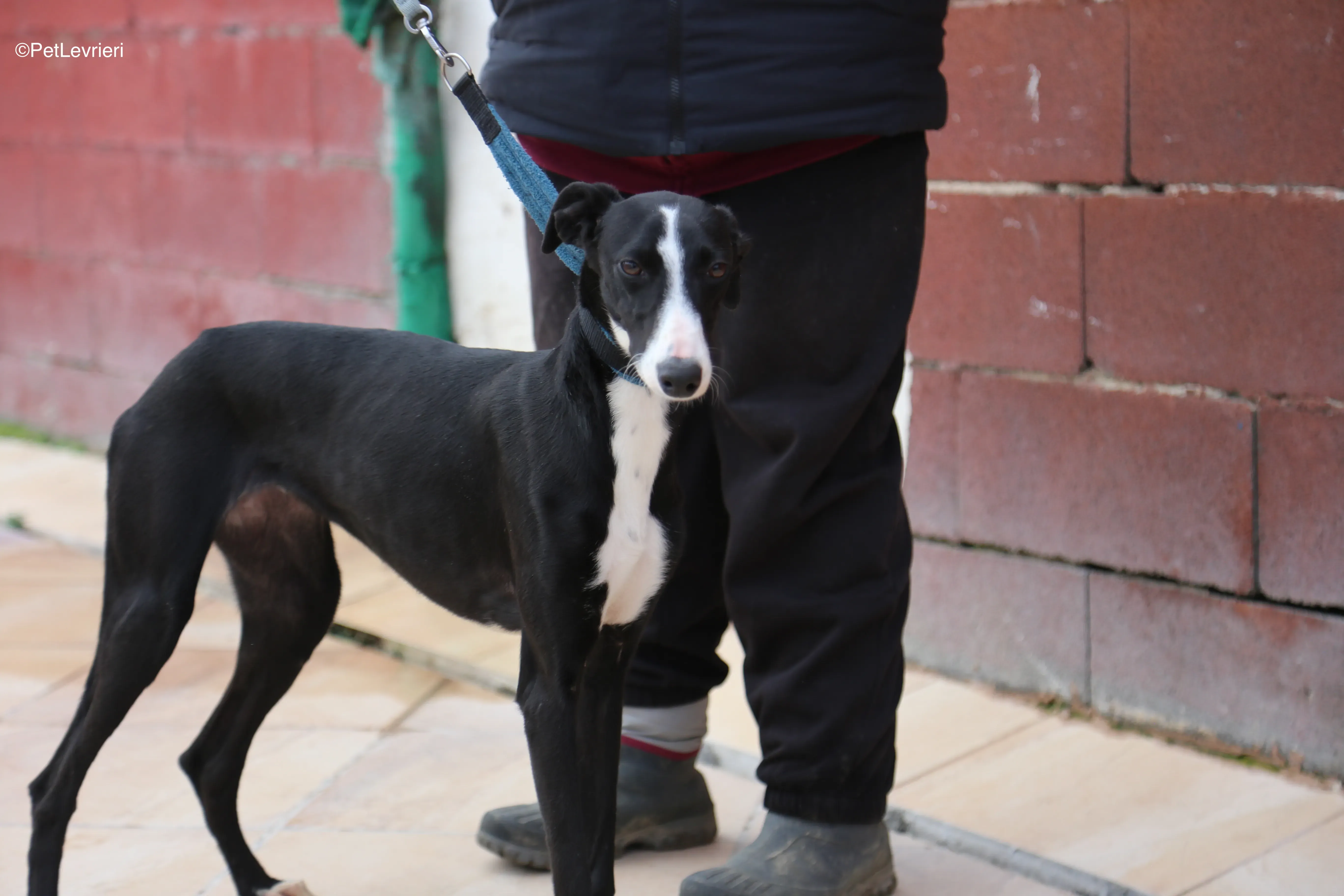 Burbuja adozione galgo pet levrieri 7