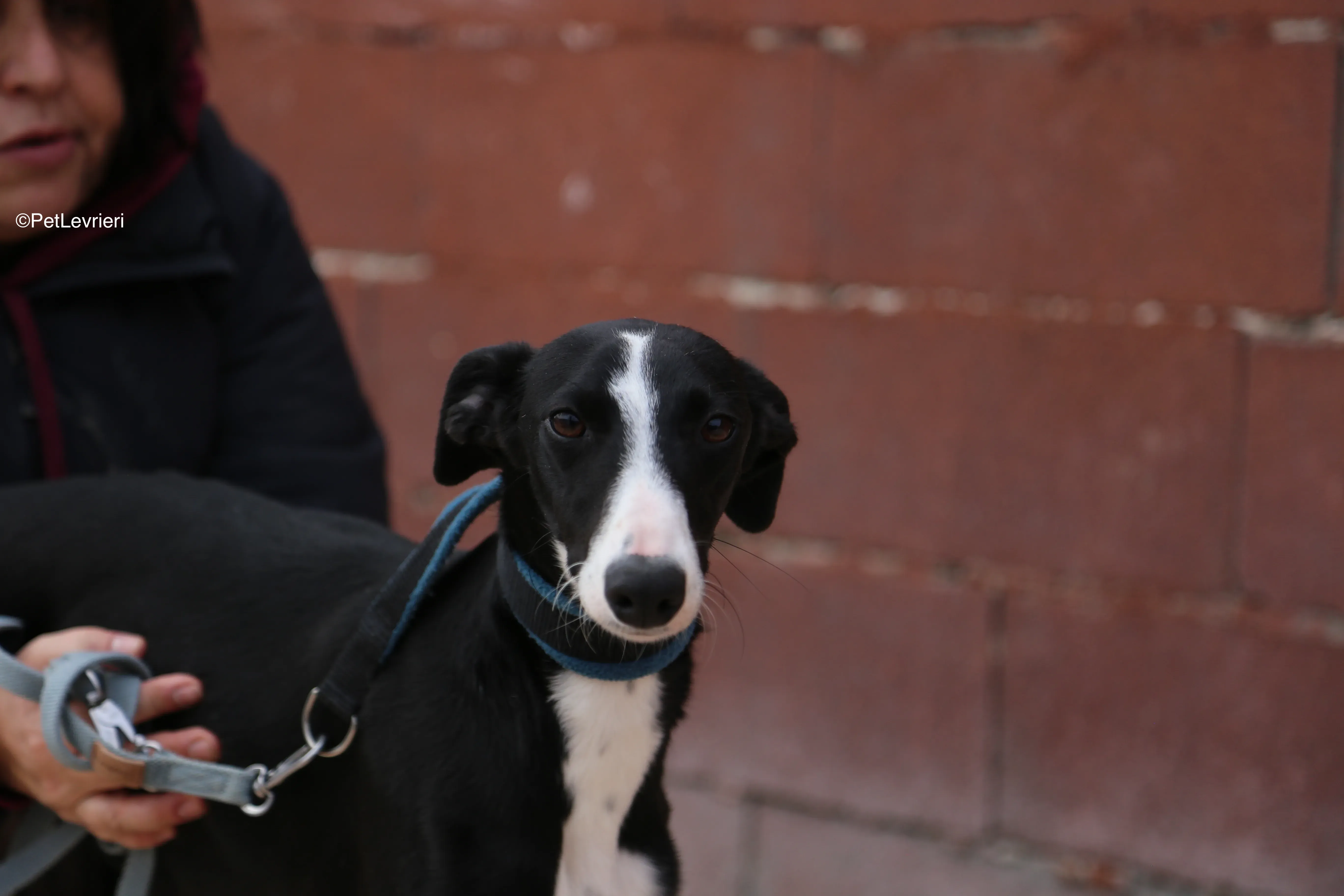 Burbuja adozione galgo pet levrieri 8