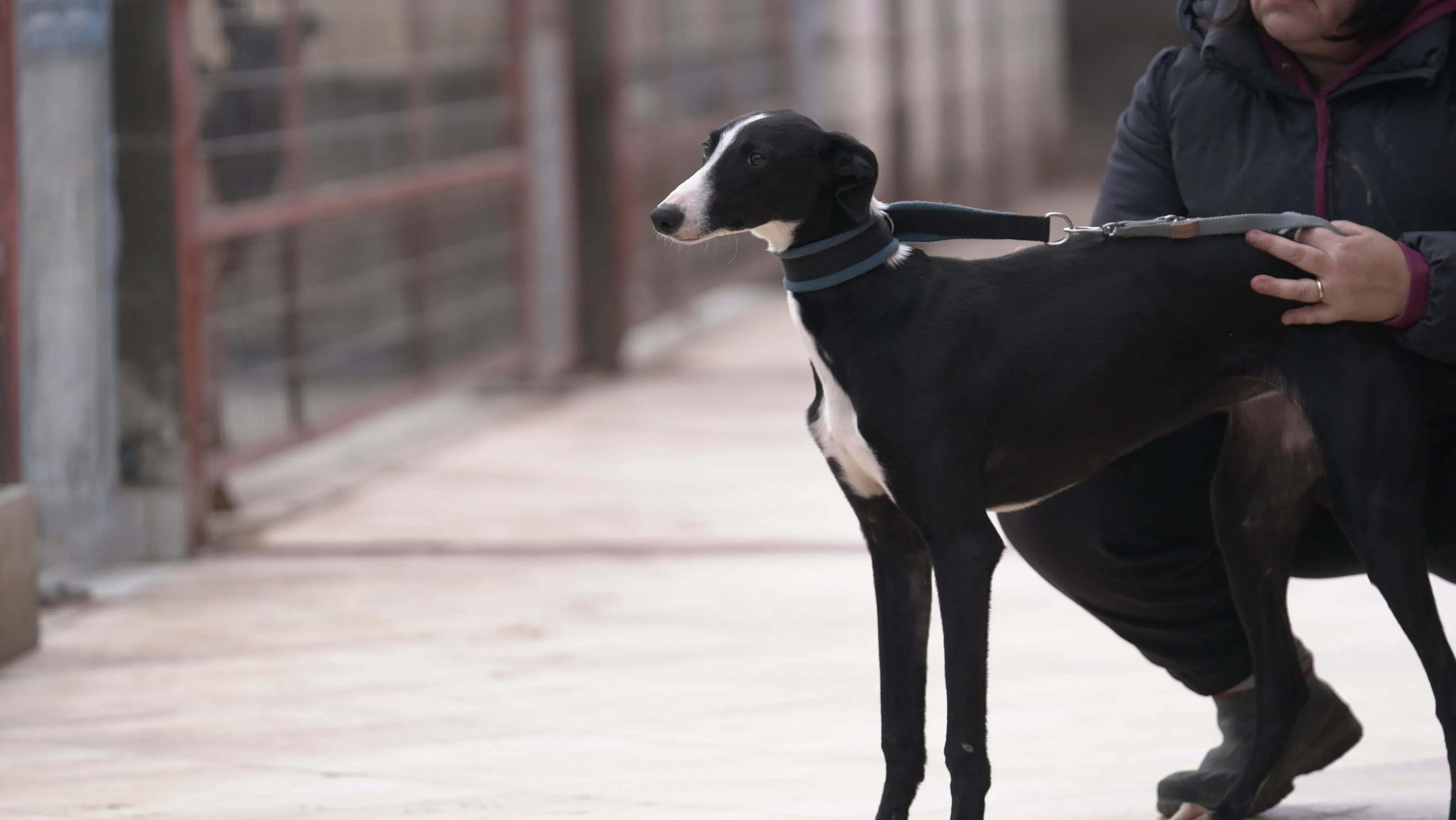 Burbuja adozione galgo pet levrieri.4JPG