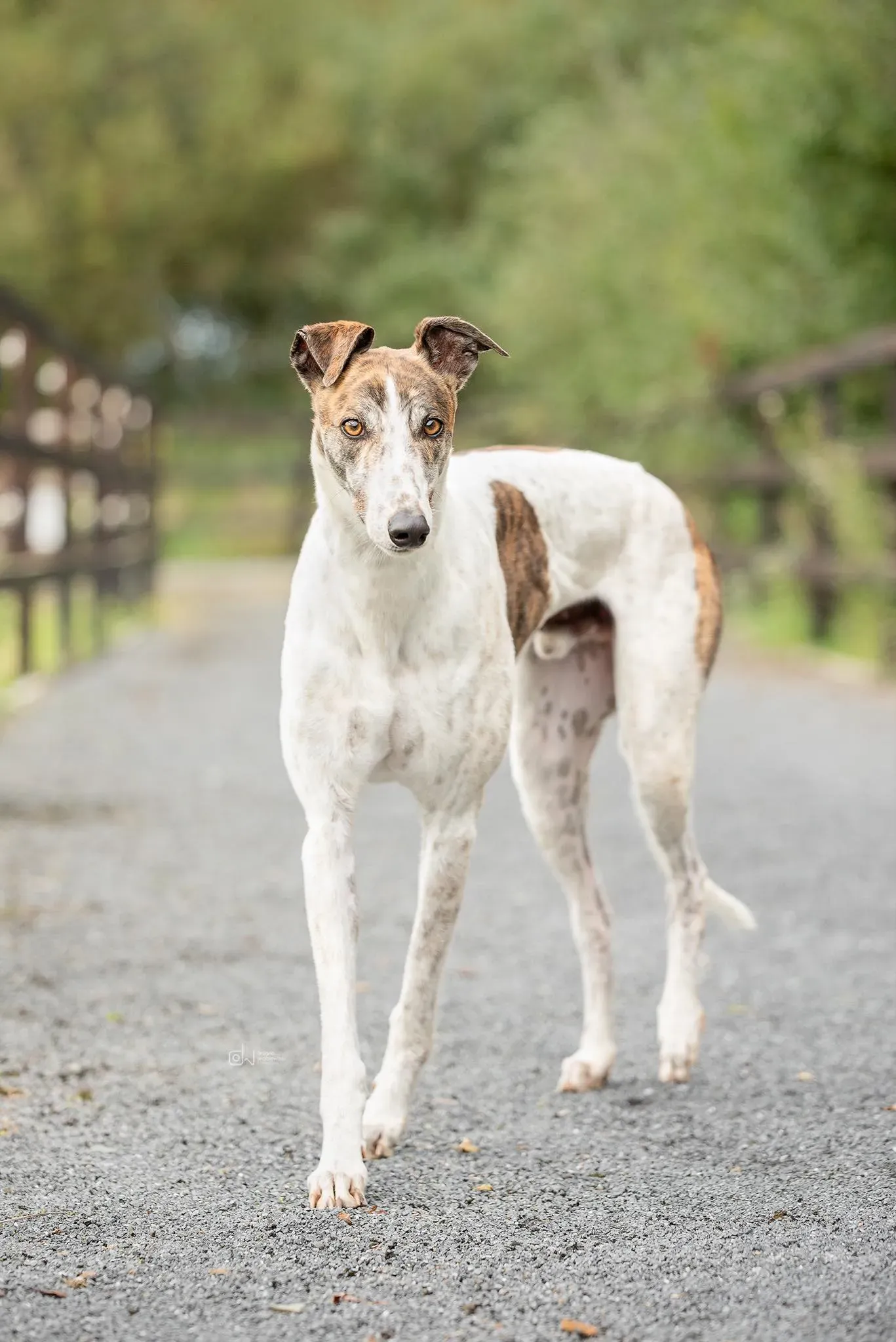 Buster adozione levrieri greyhound 1
