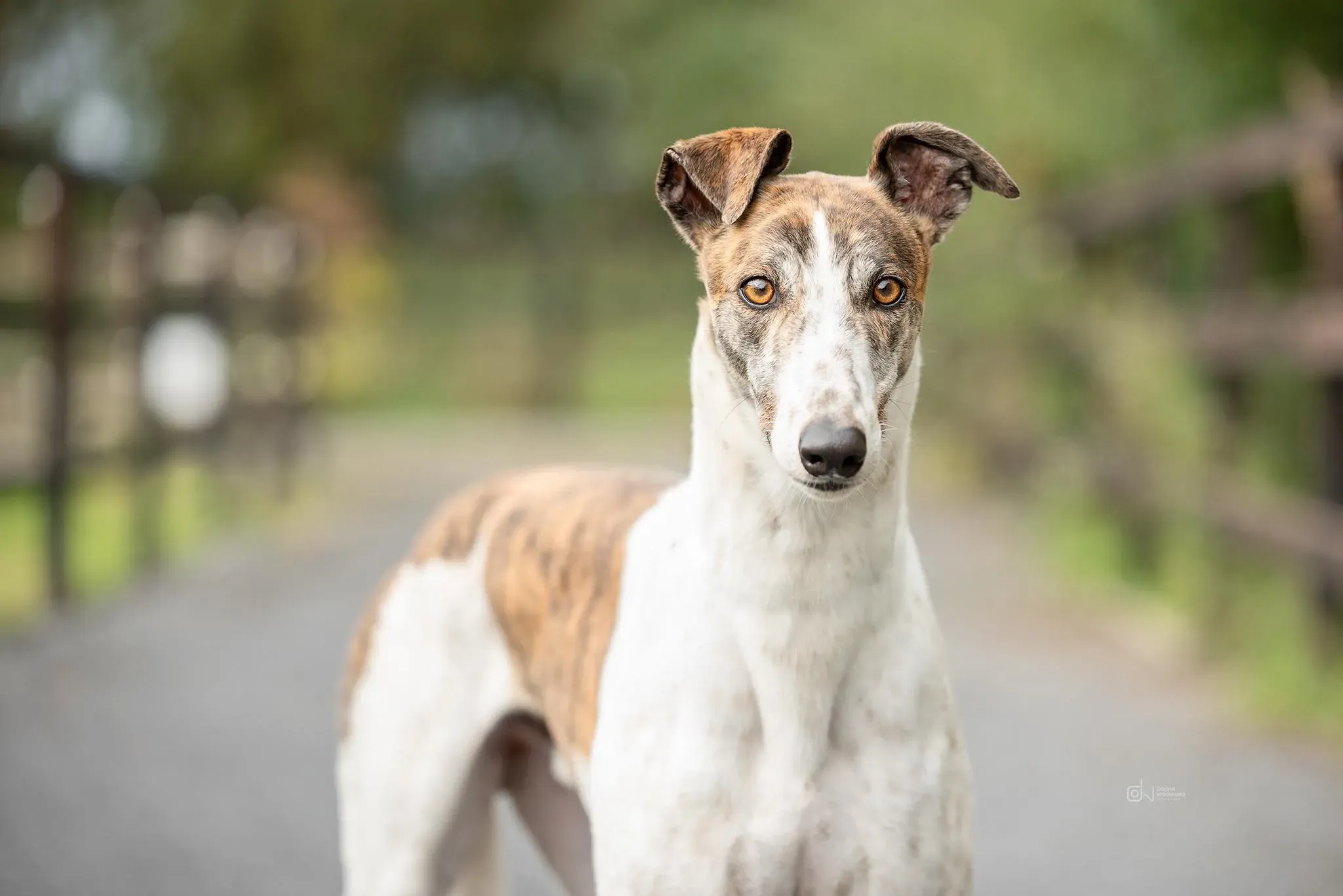 Buster adozione levrieri greyhound 2