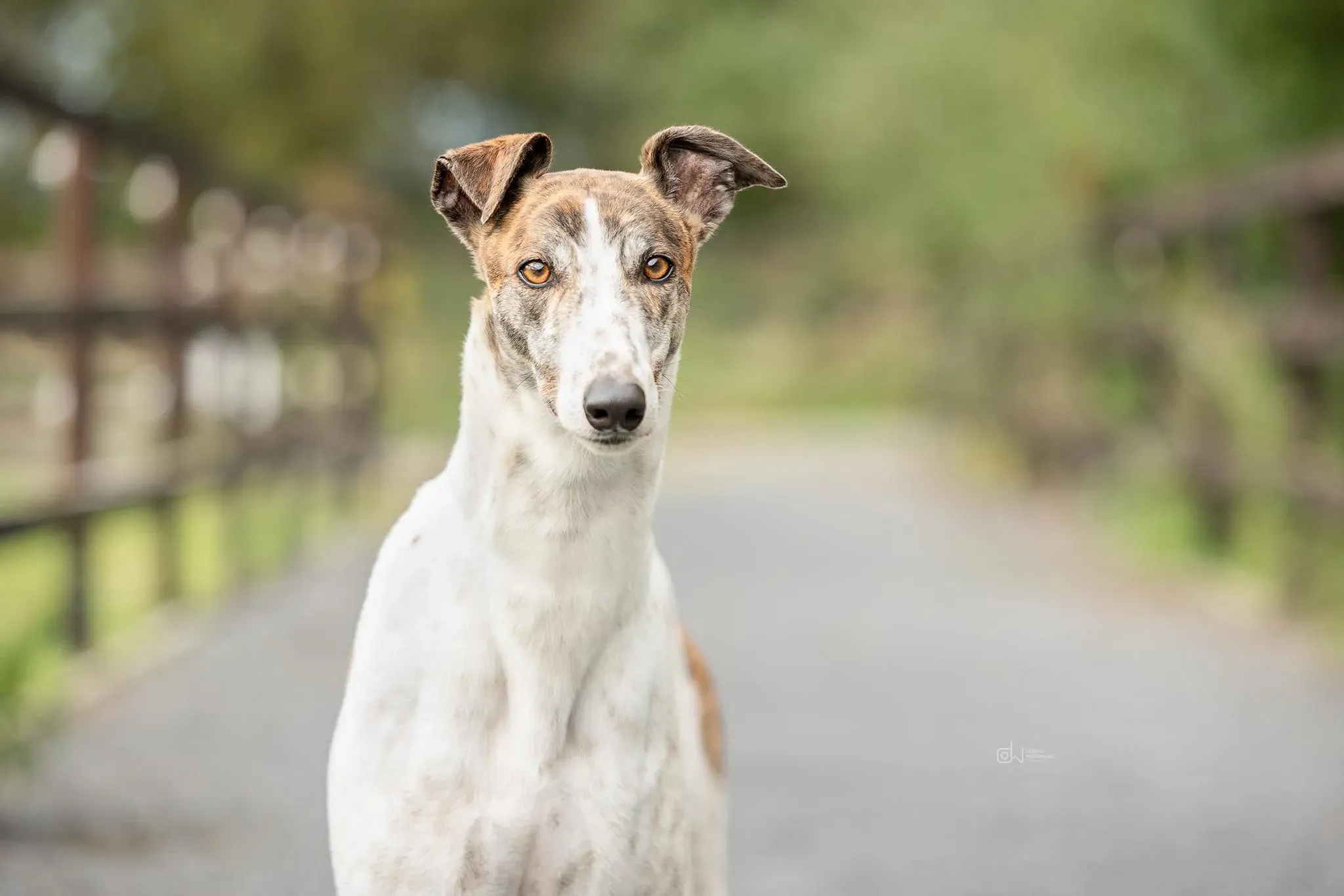 Buster adozione levrieri greyhound 3