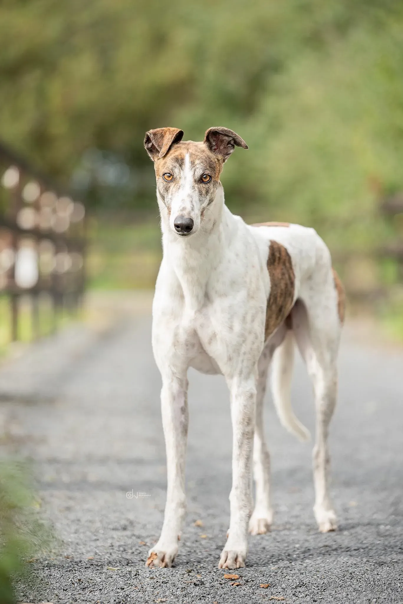 Buster adozione levrieri greyhound 4