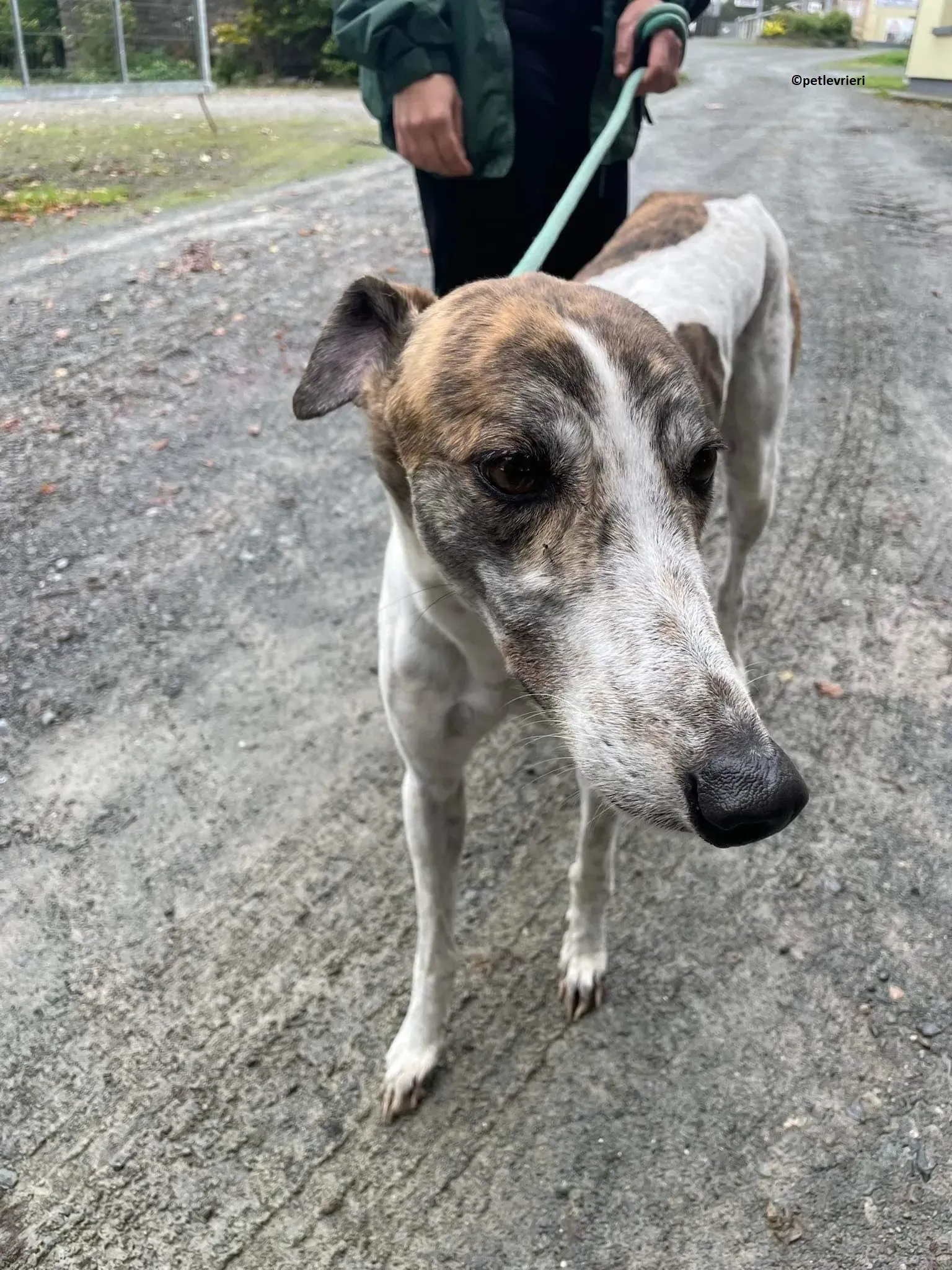 Buster adozione levriero greyhound 1